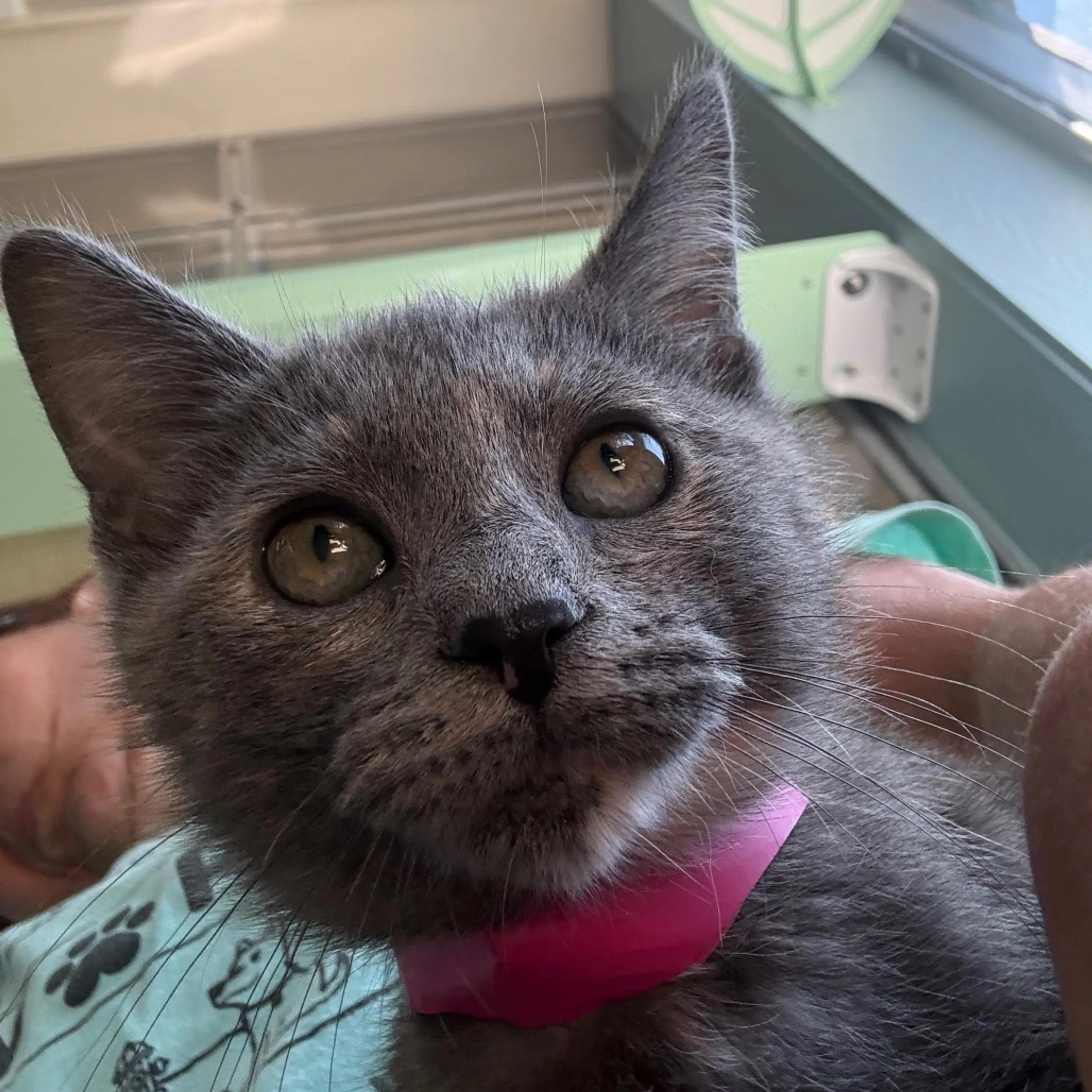 Found pet-4