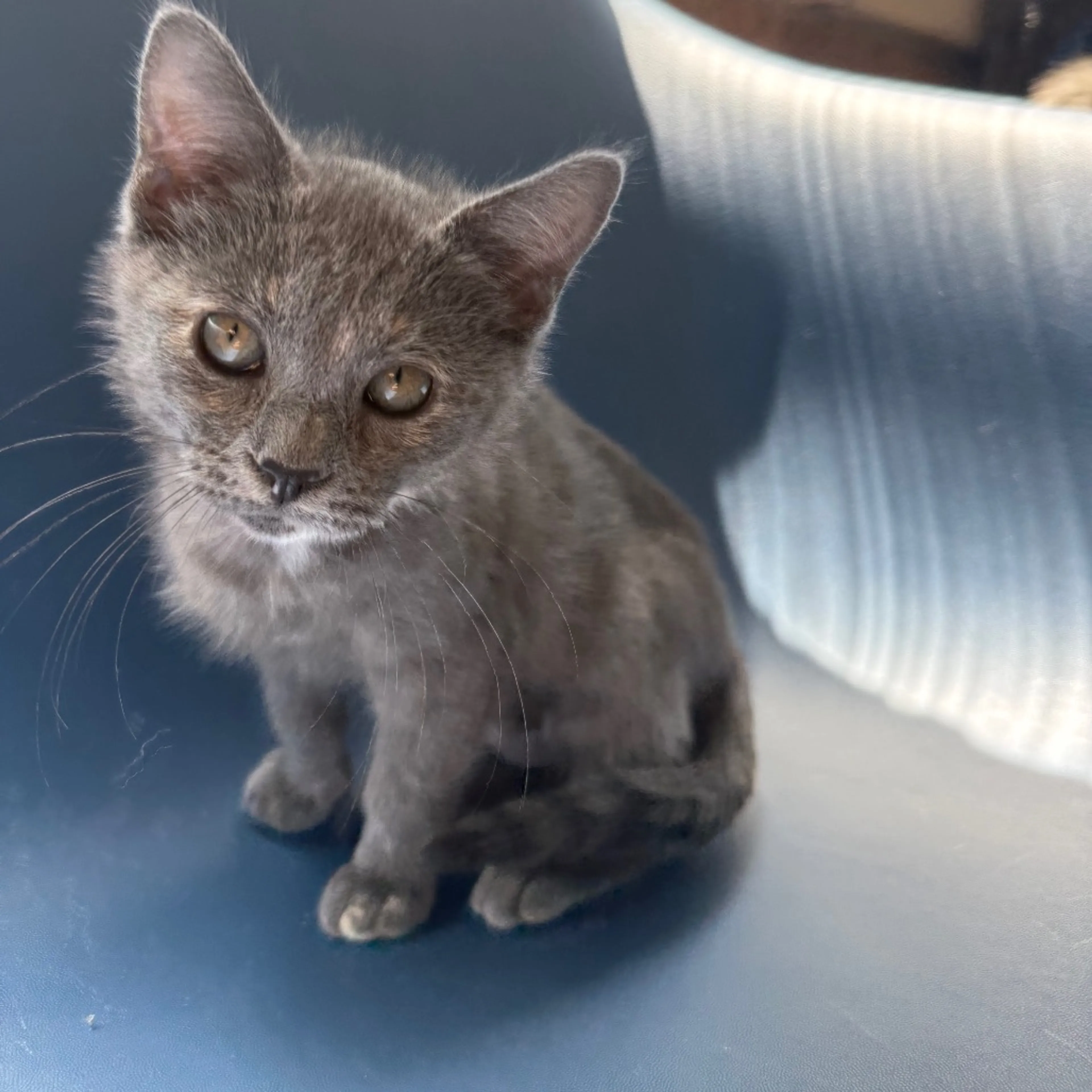 Found pet-2