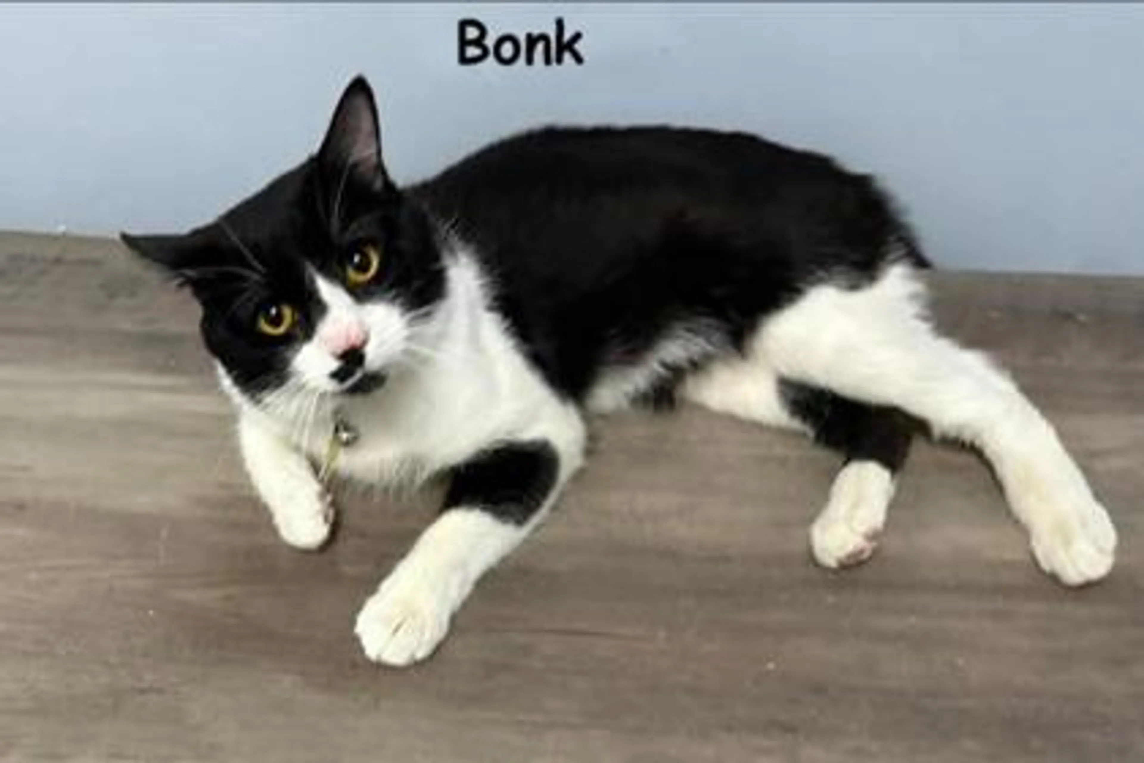 Found pet-1