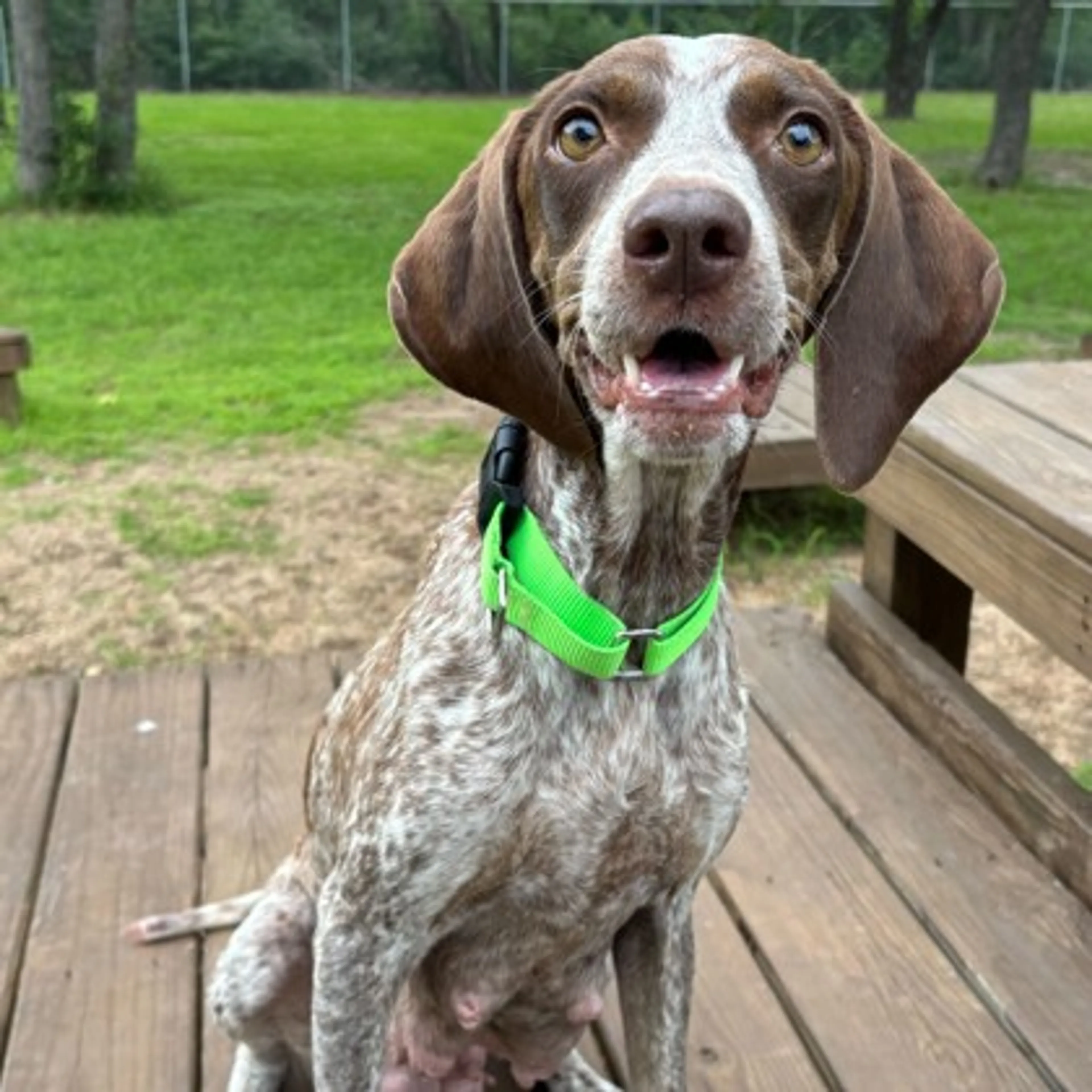 Found pet-1