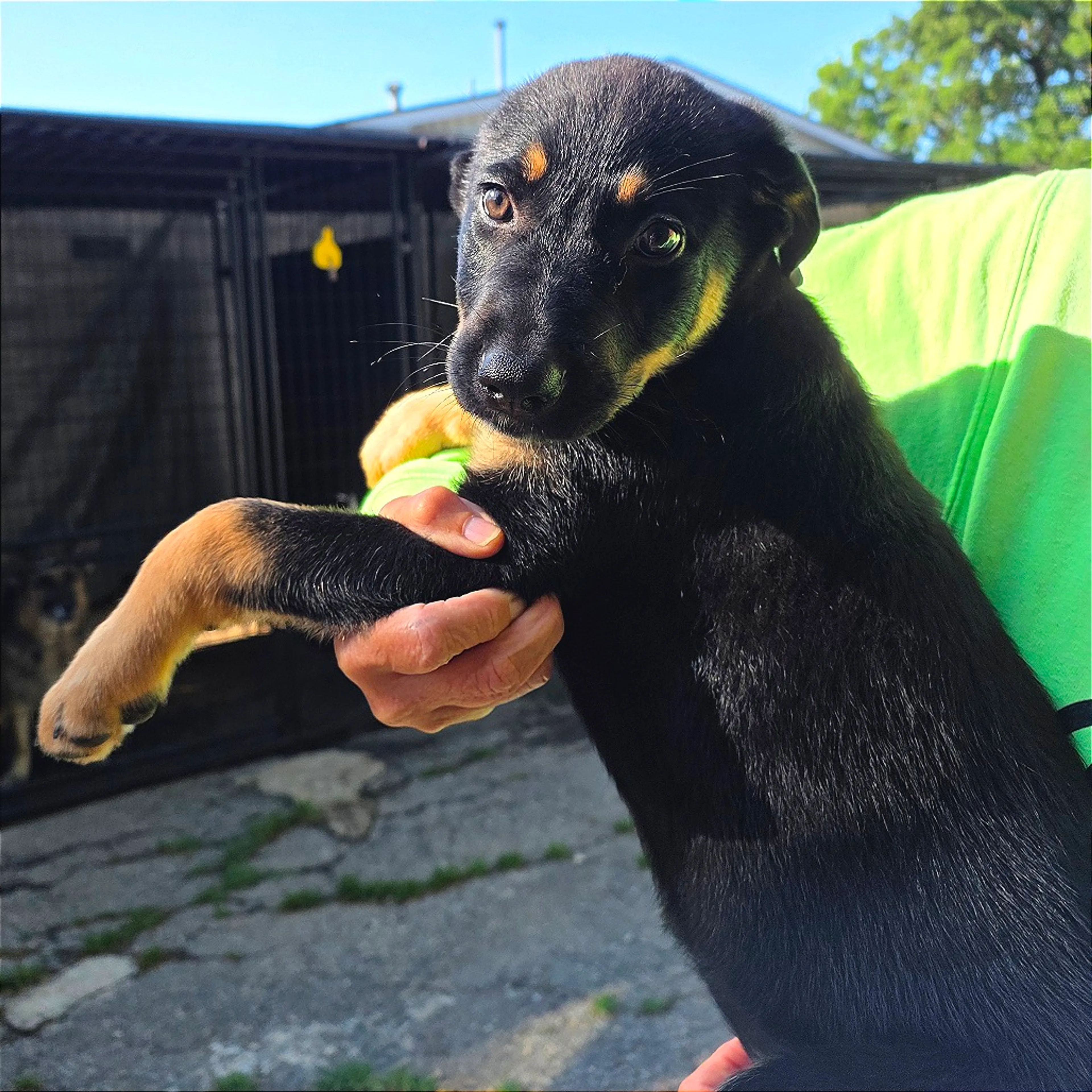 Found pet