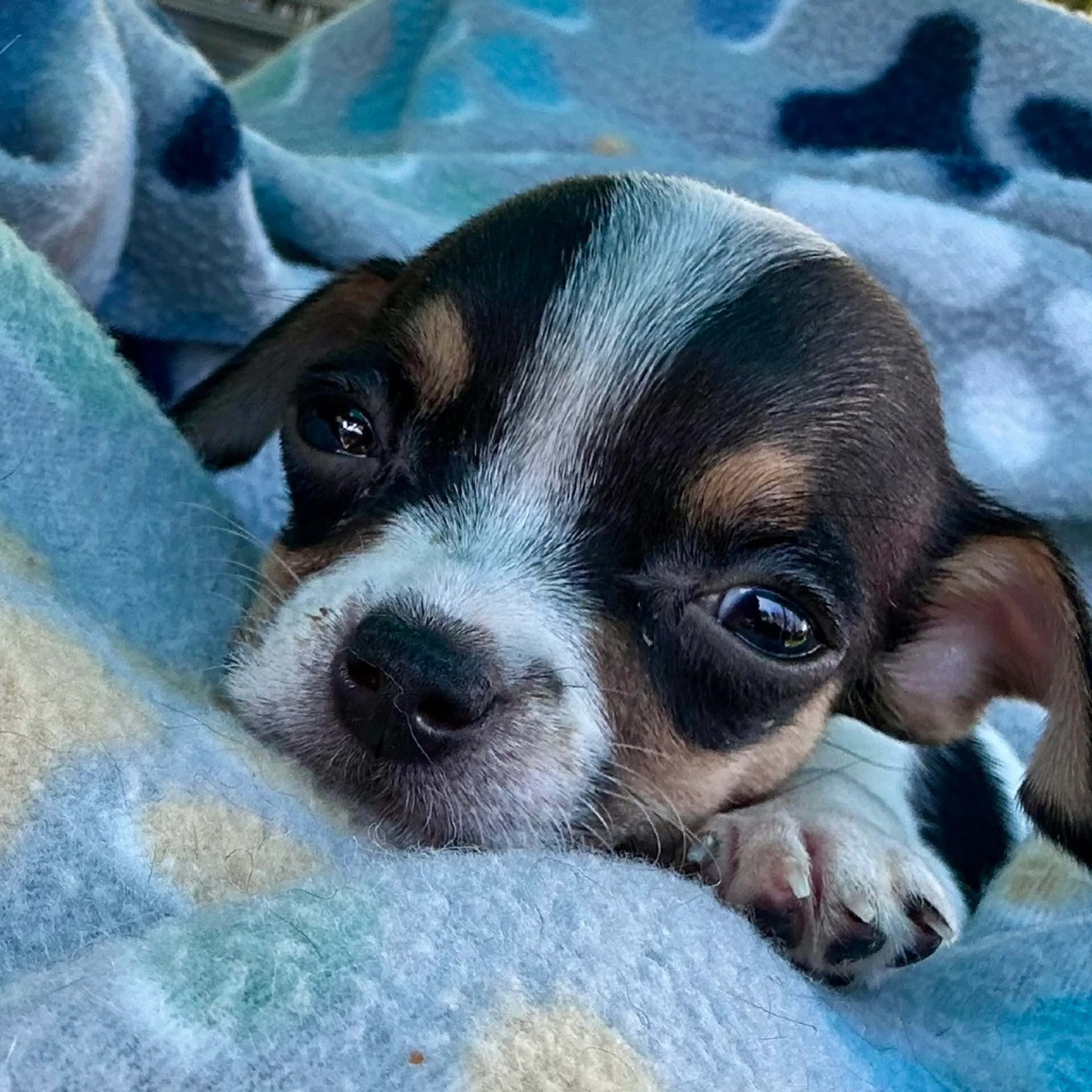 Found pet-6