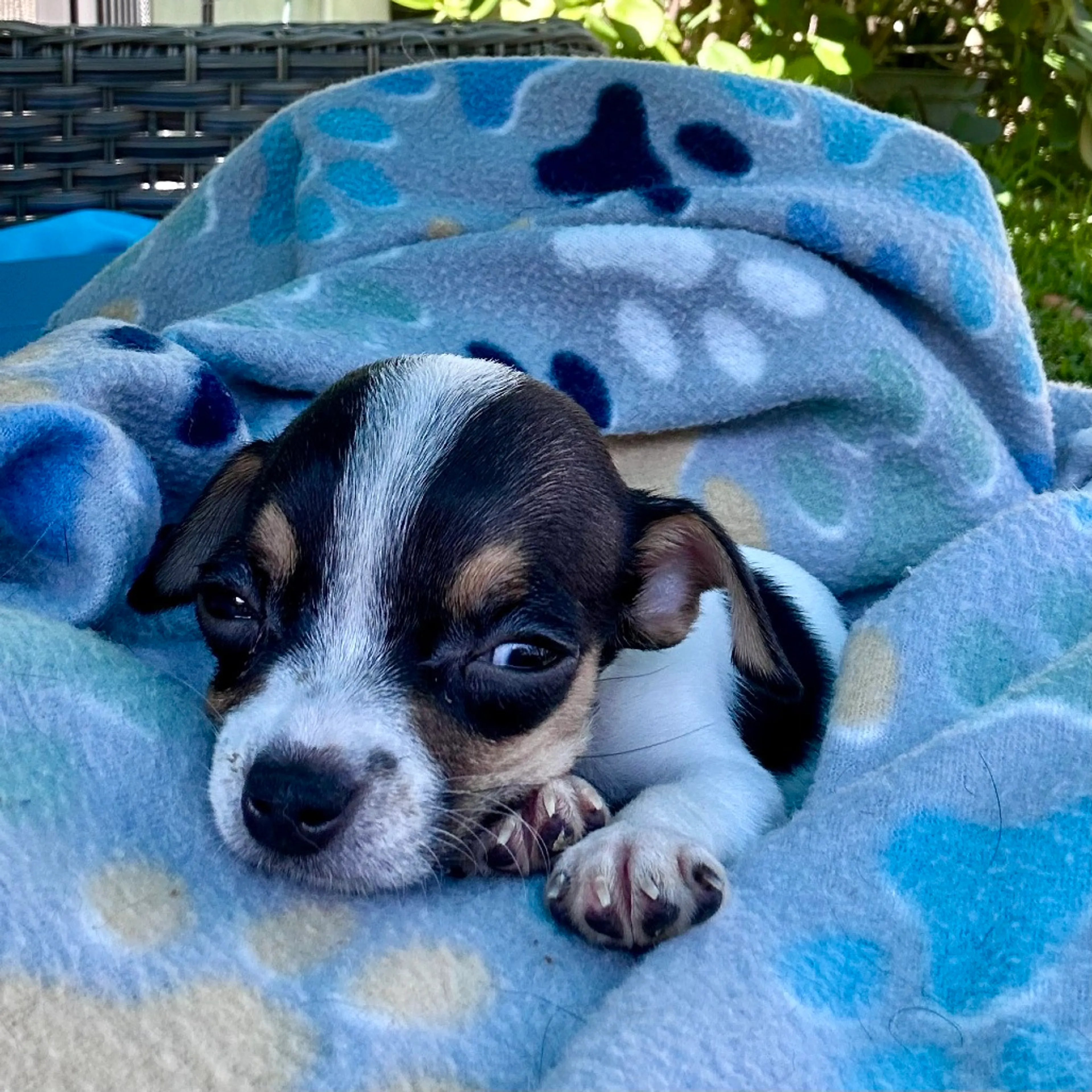 Found pet-5