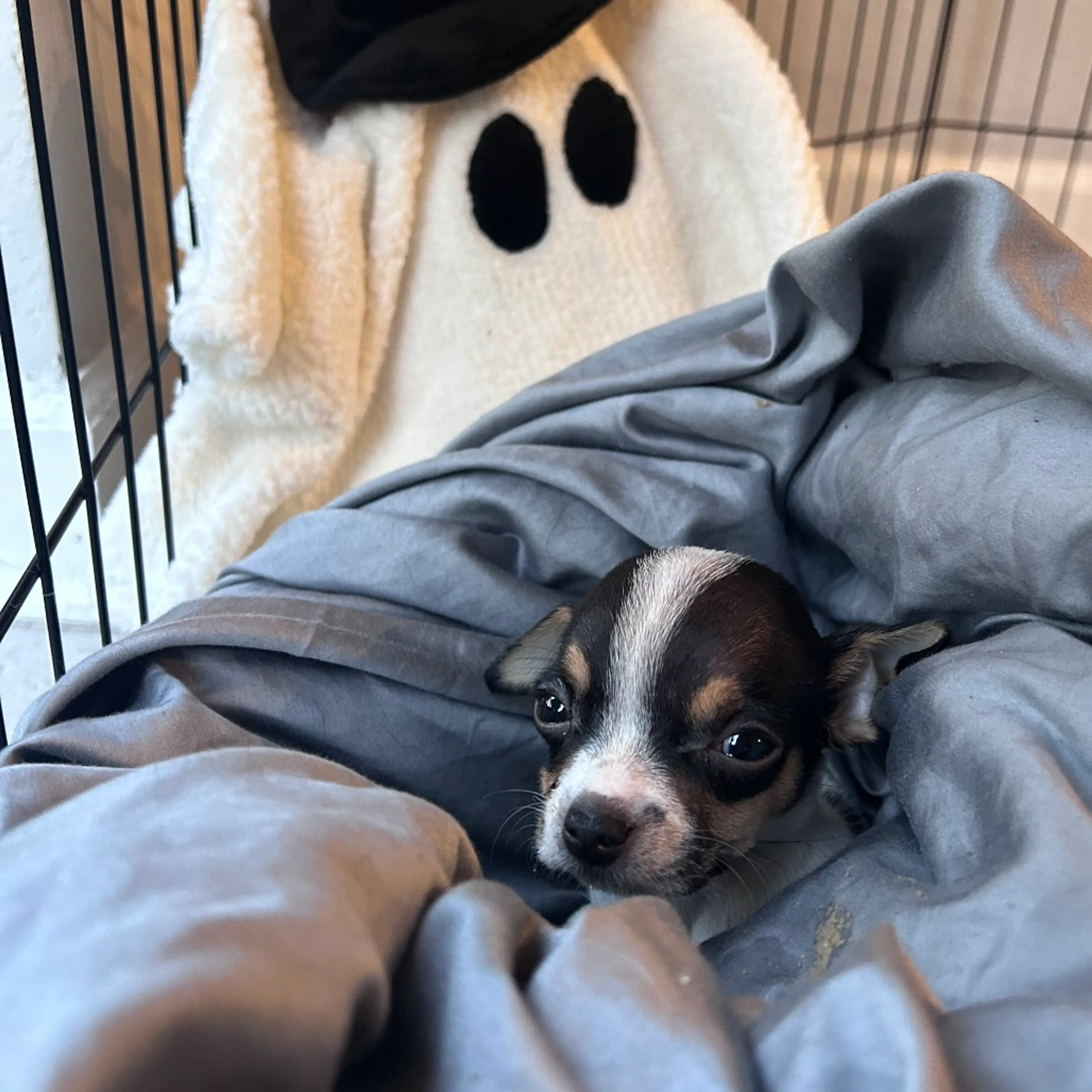Found pet-7