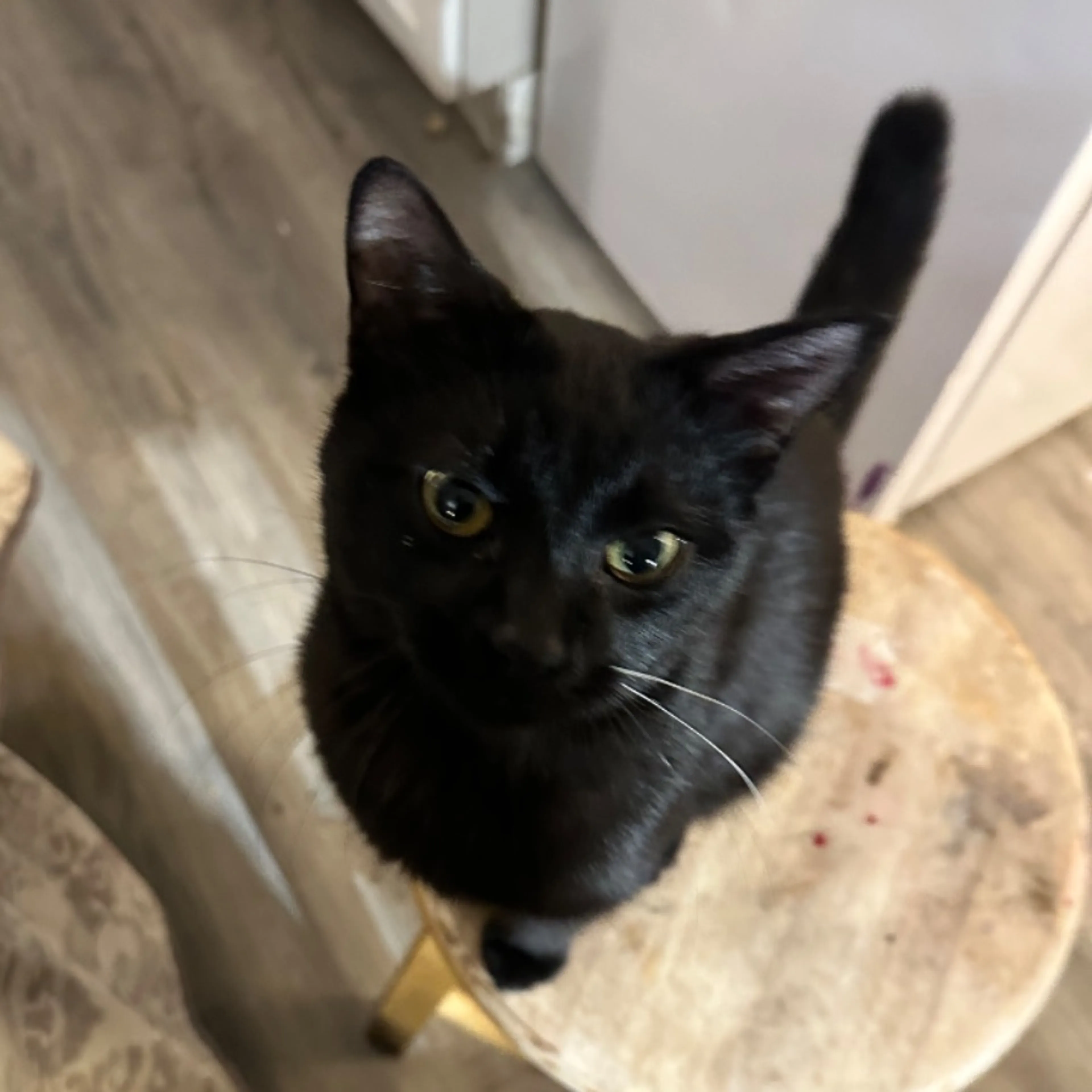 Lost pet