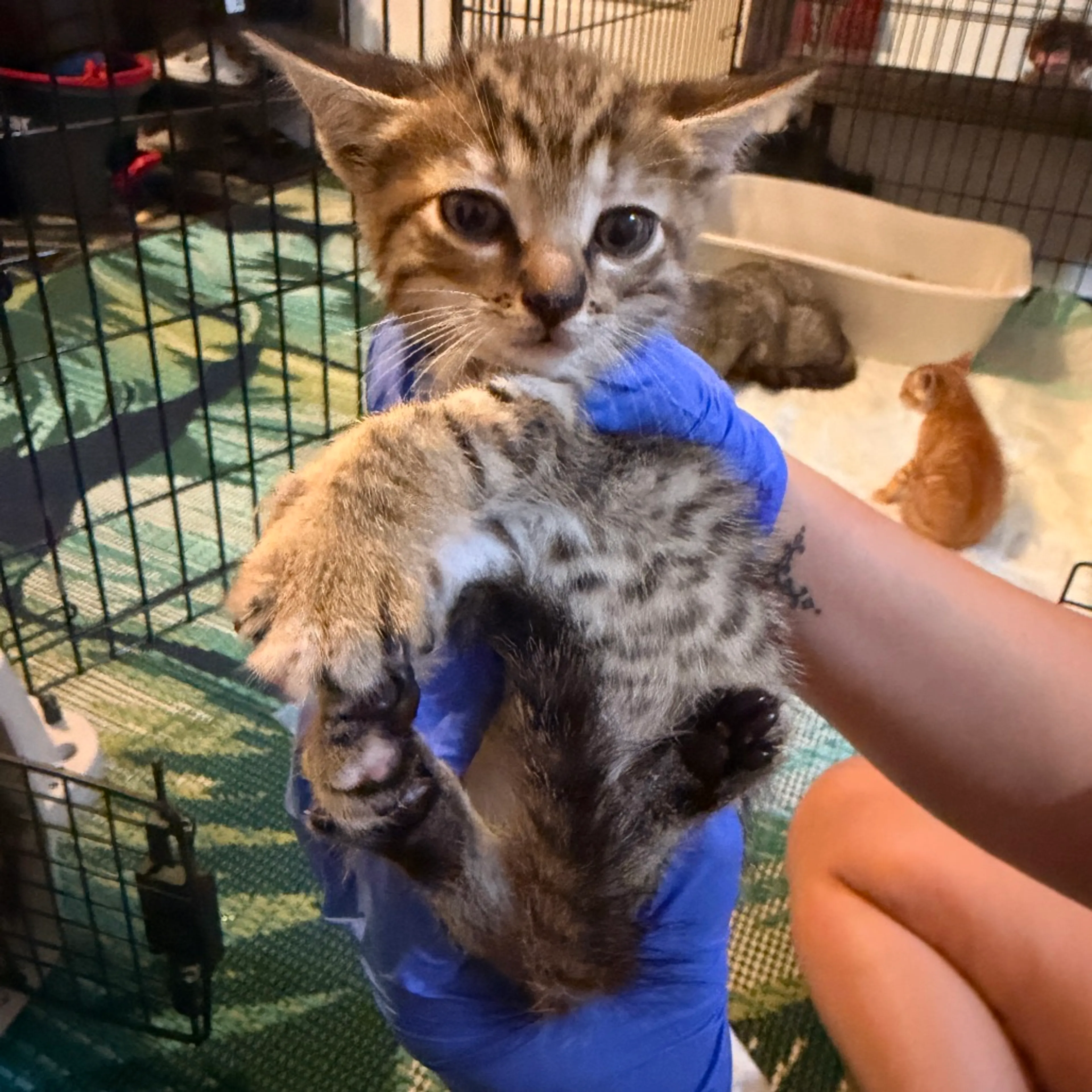 Found pet