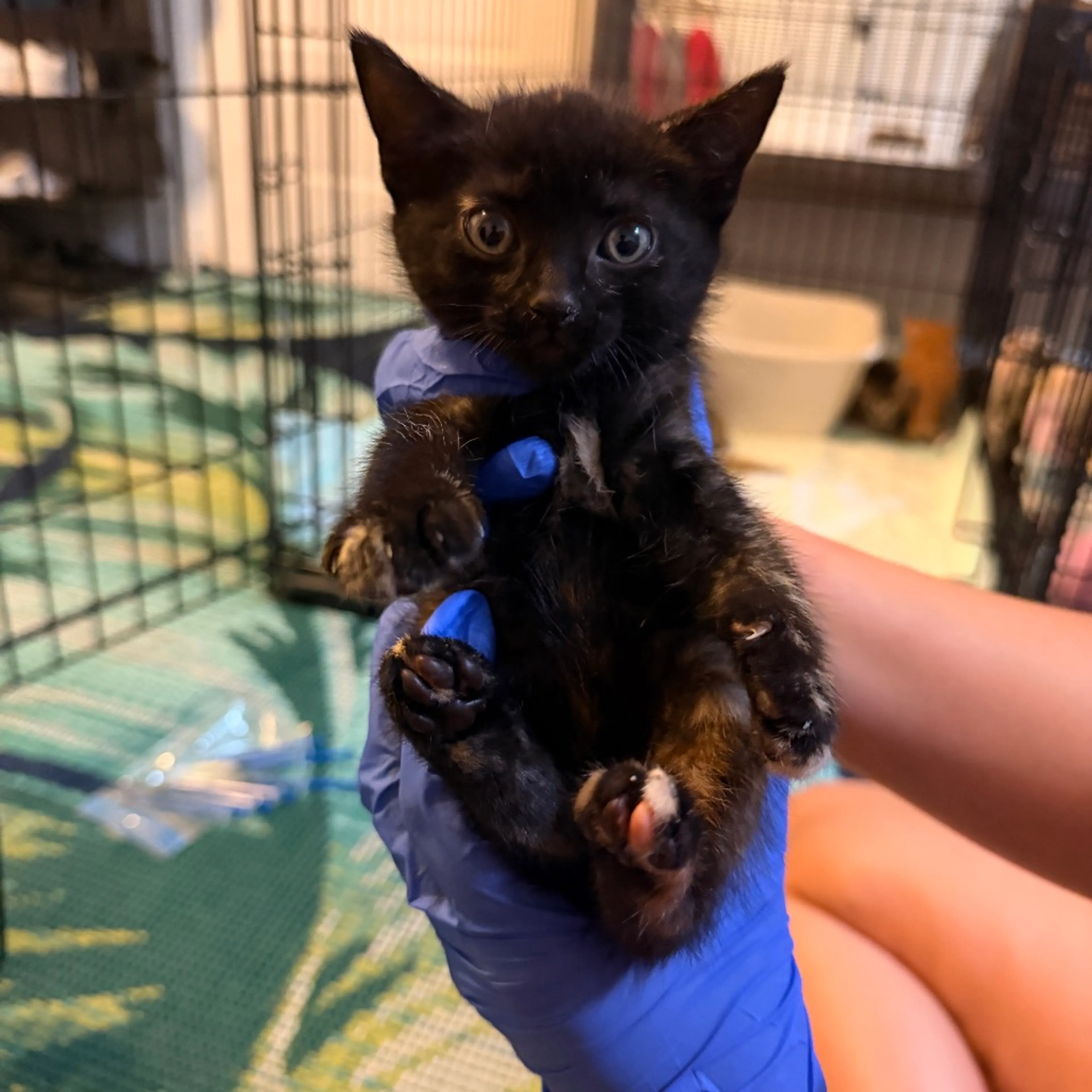 Found pet