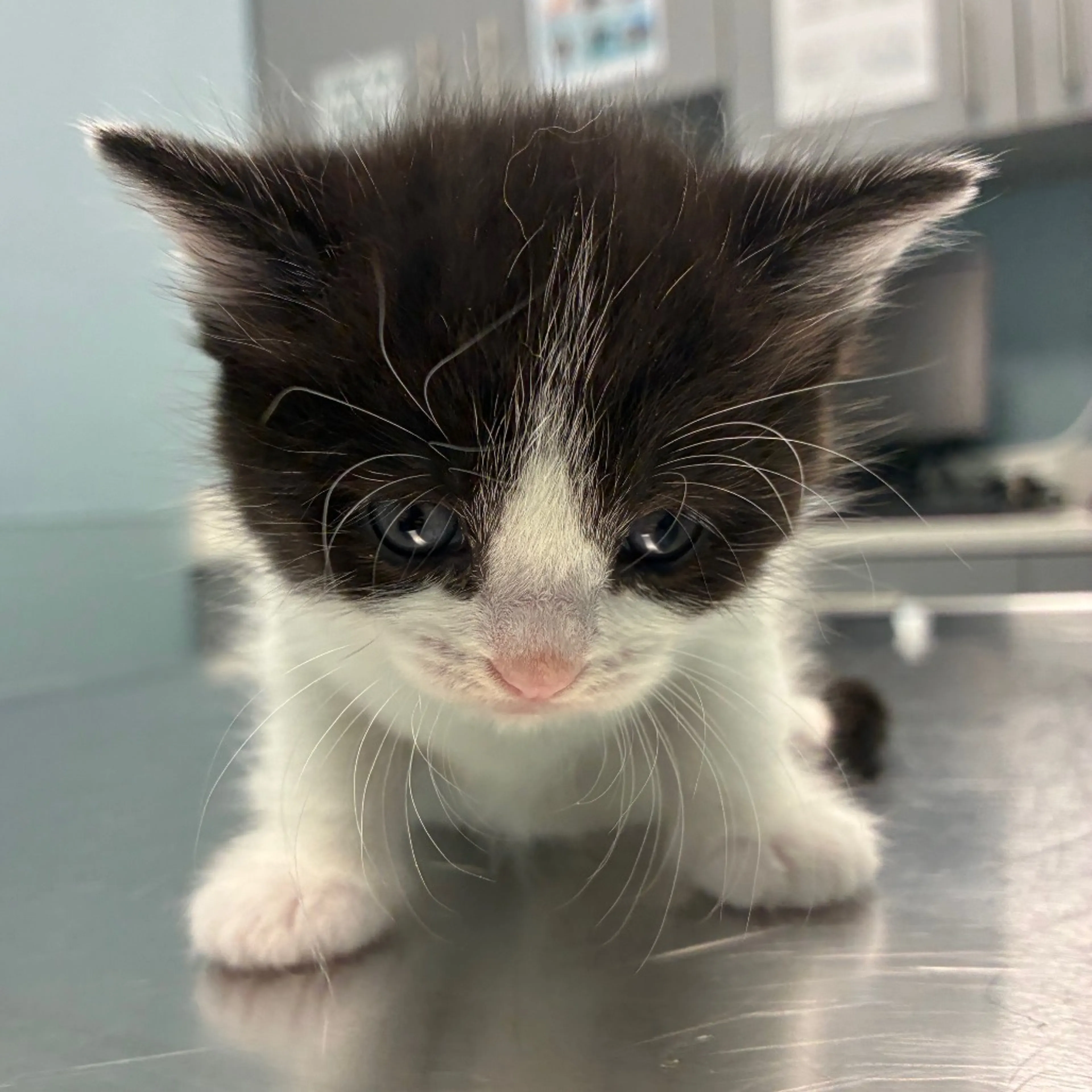 Found pet-4