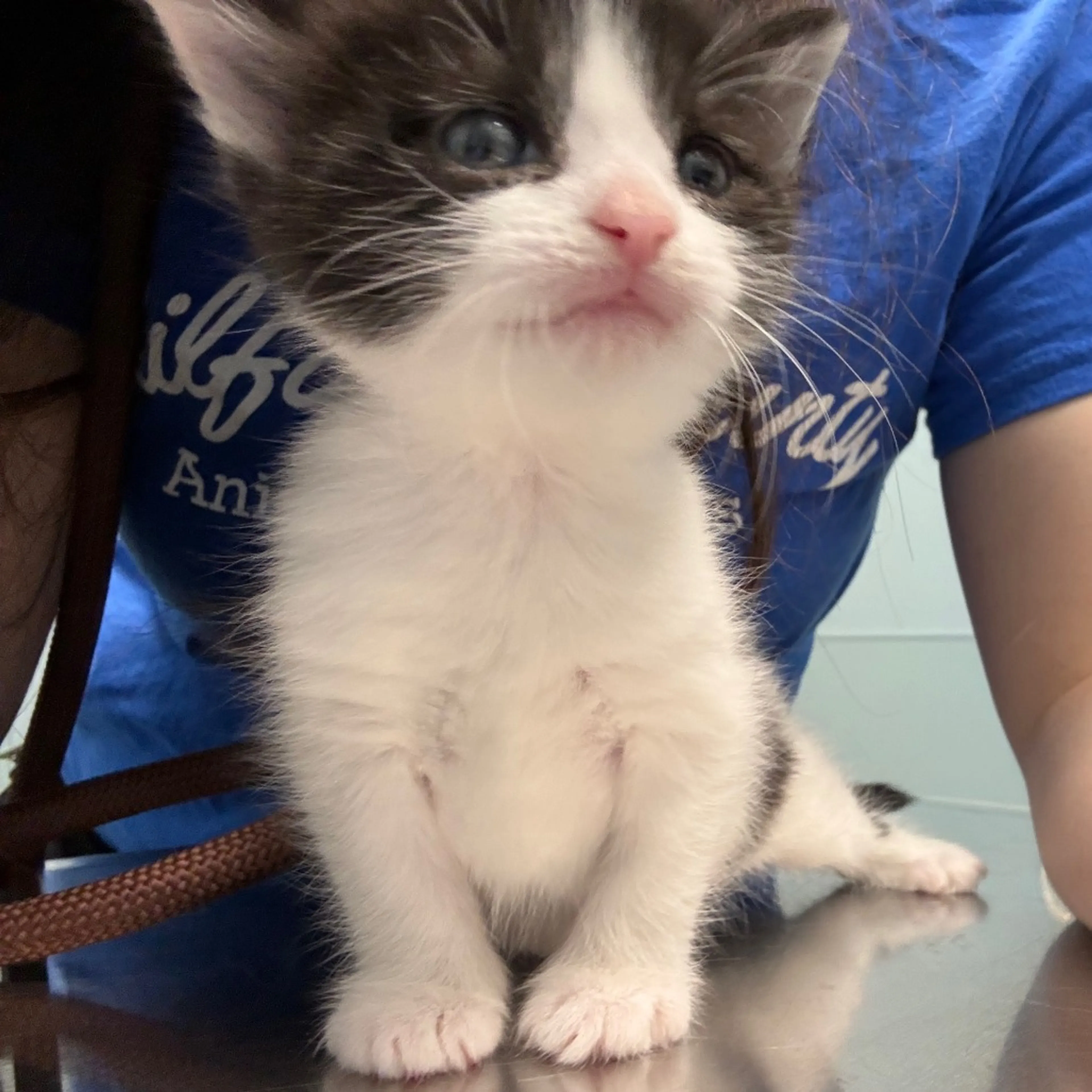Found pet-5
