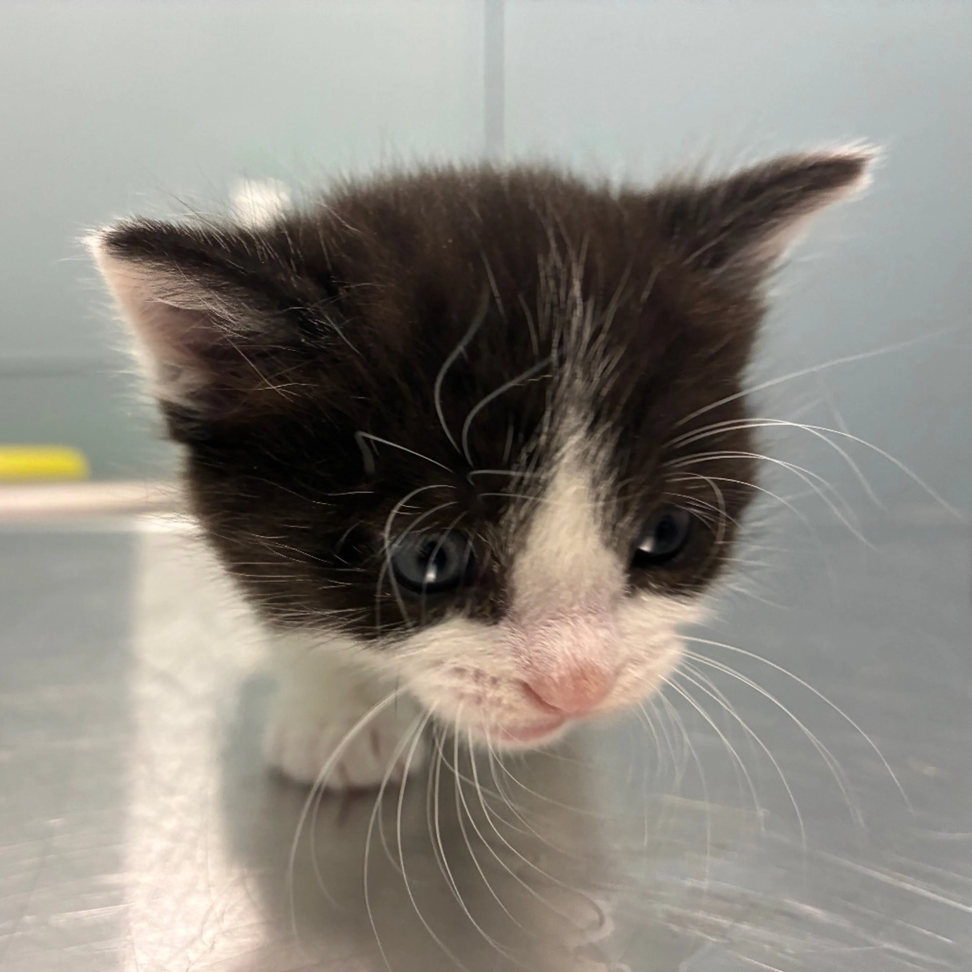 Found pet-3
