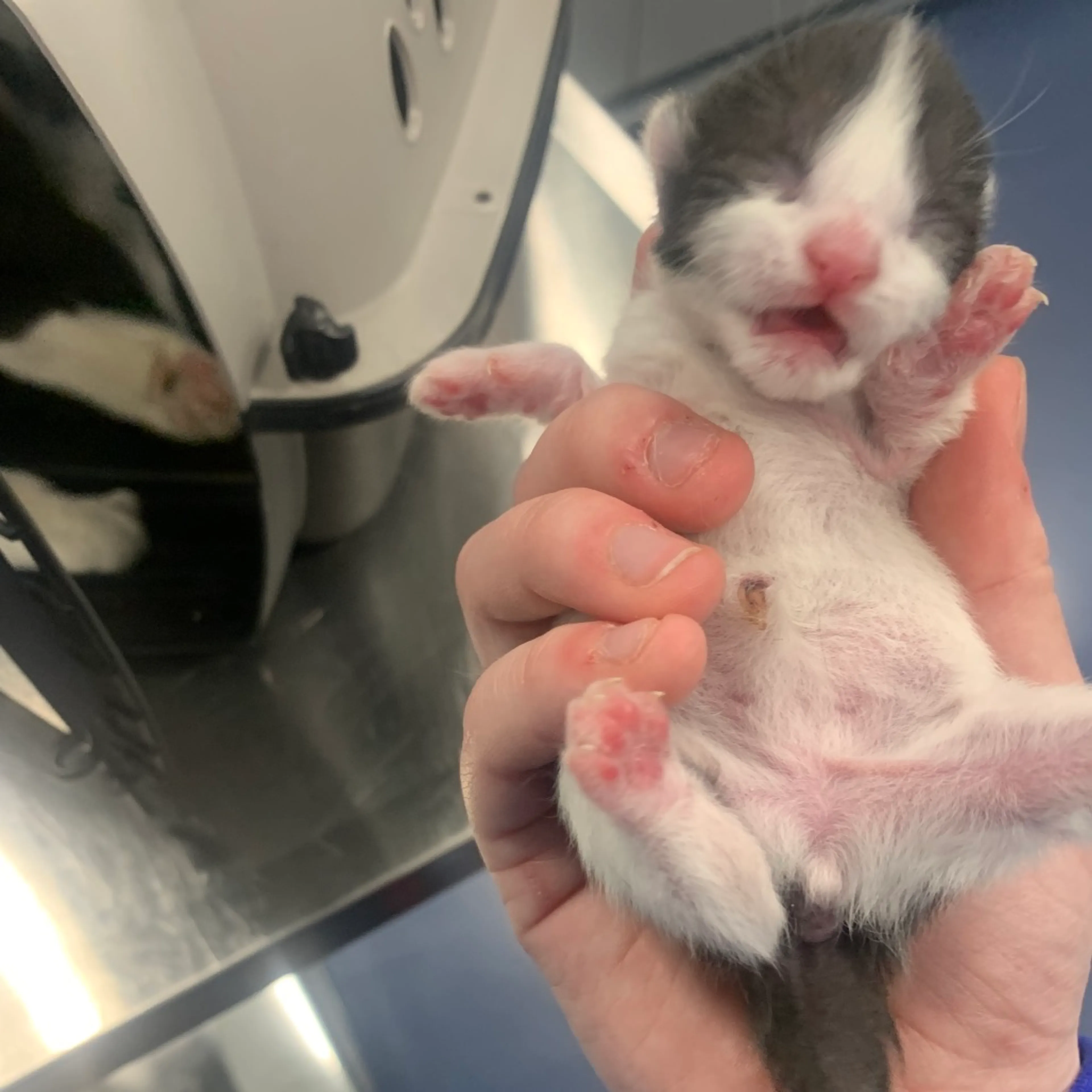 Found pet-1