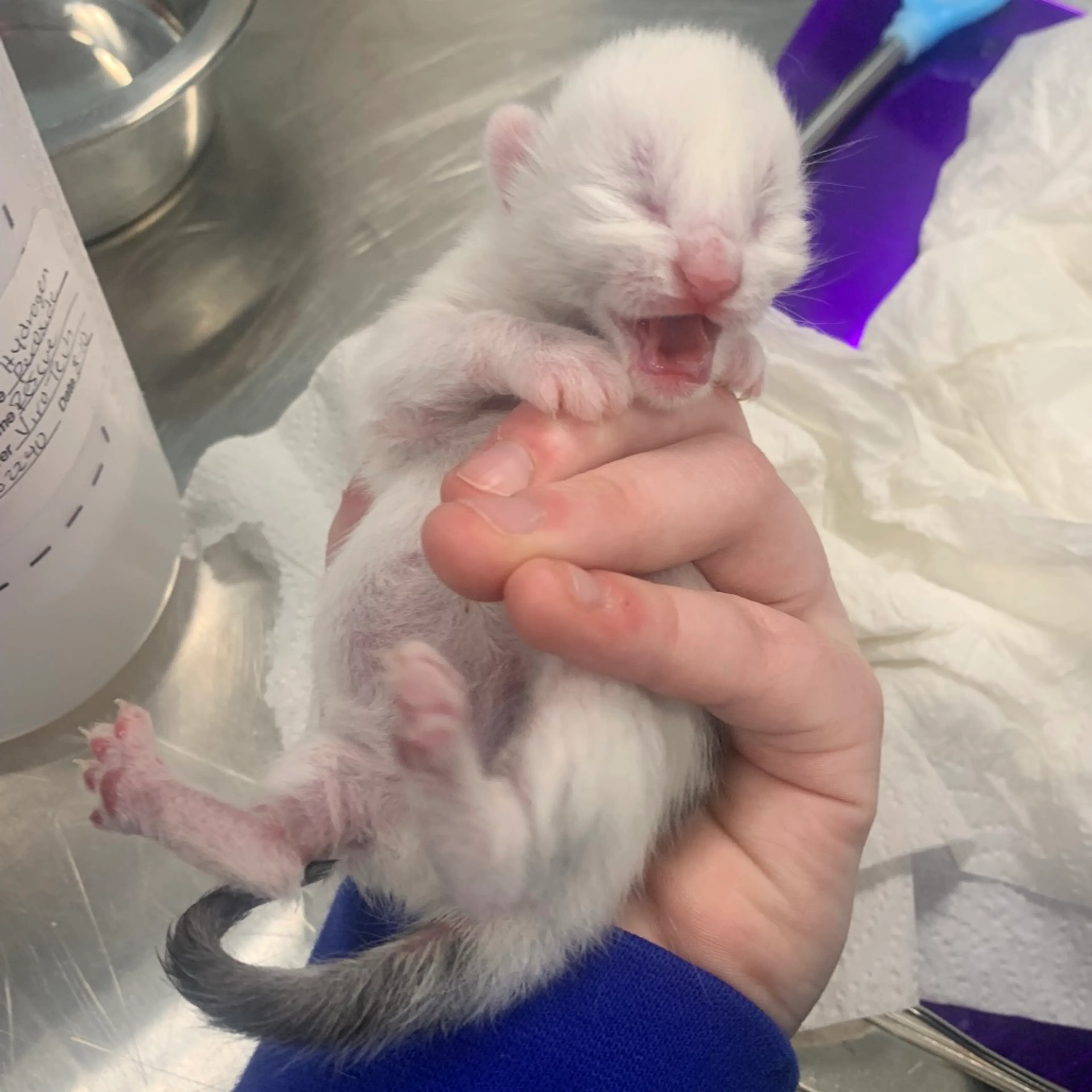 Found pet-1