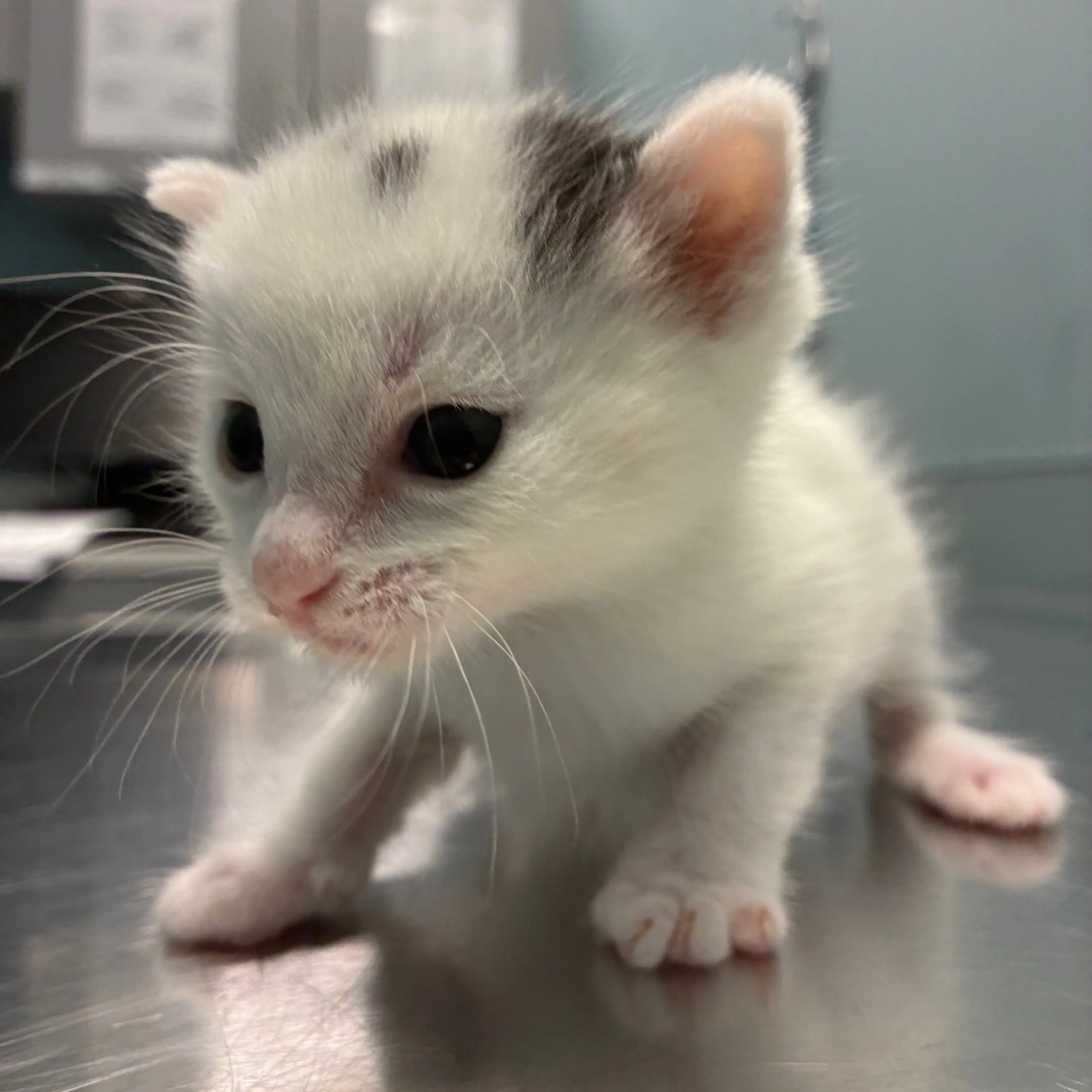 Found pet-2