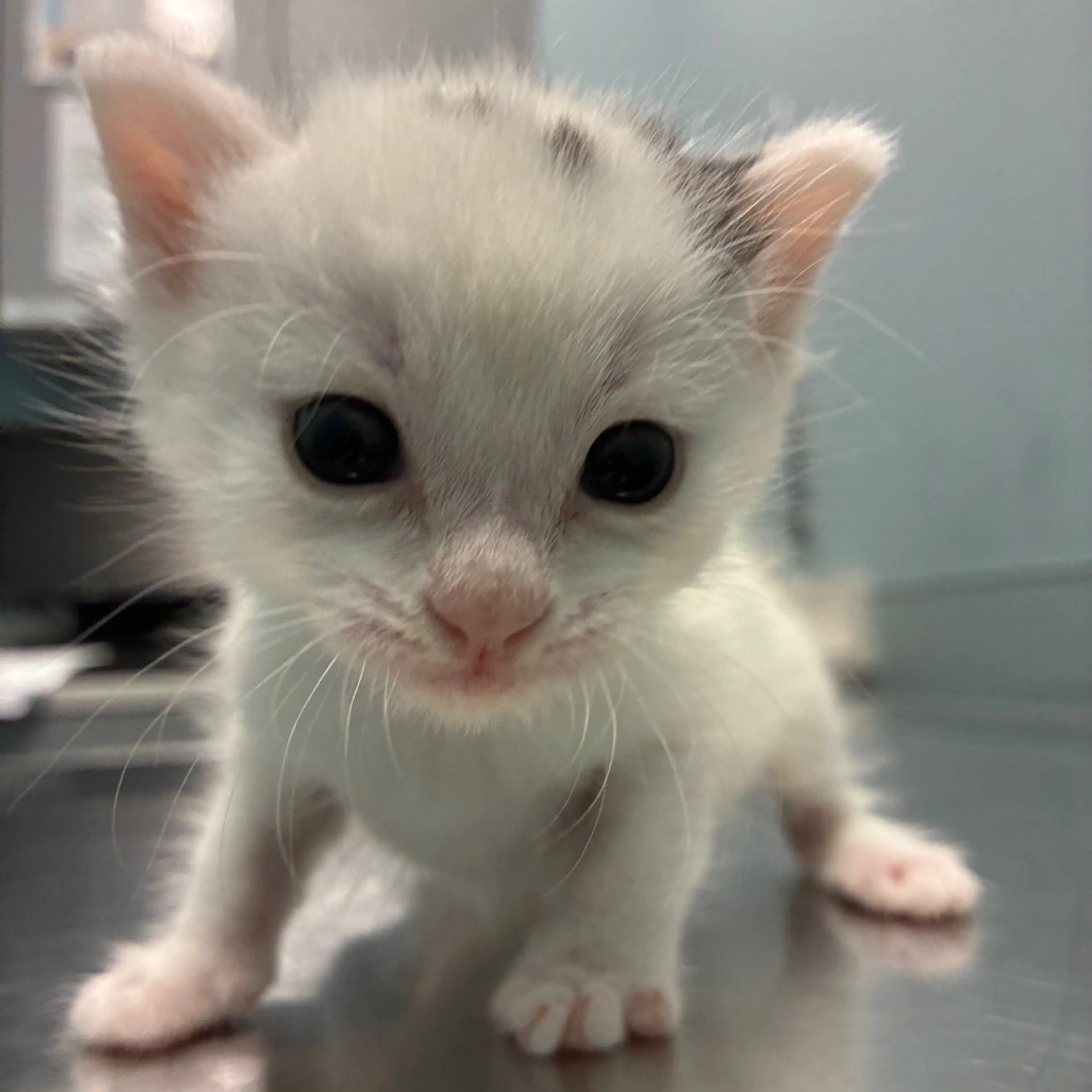 Found pet-4