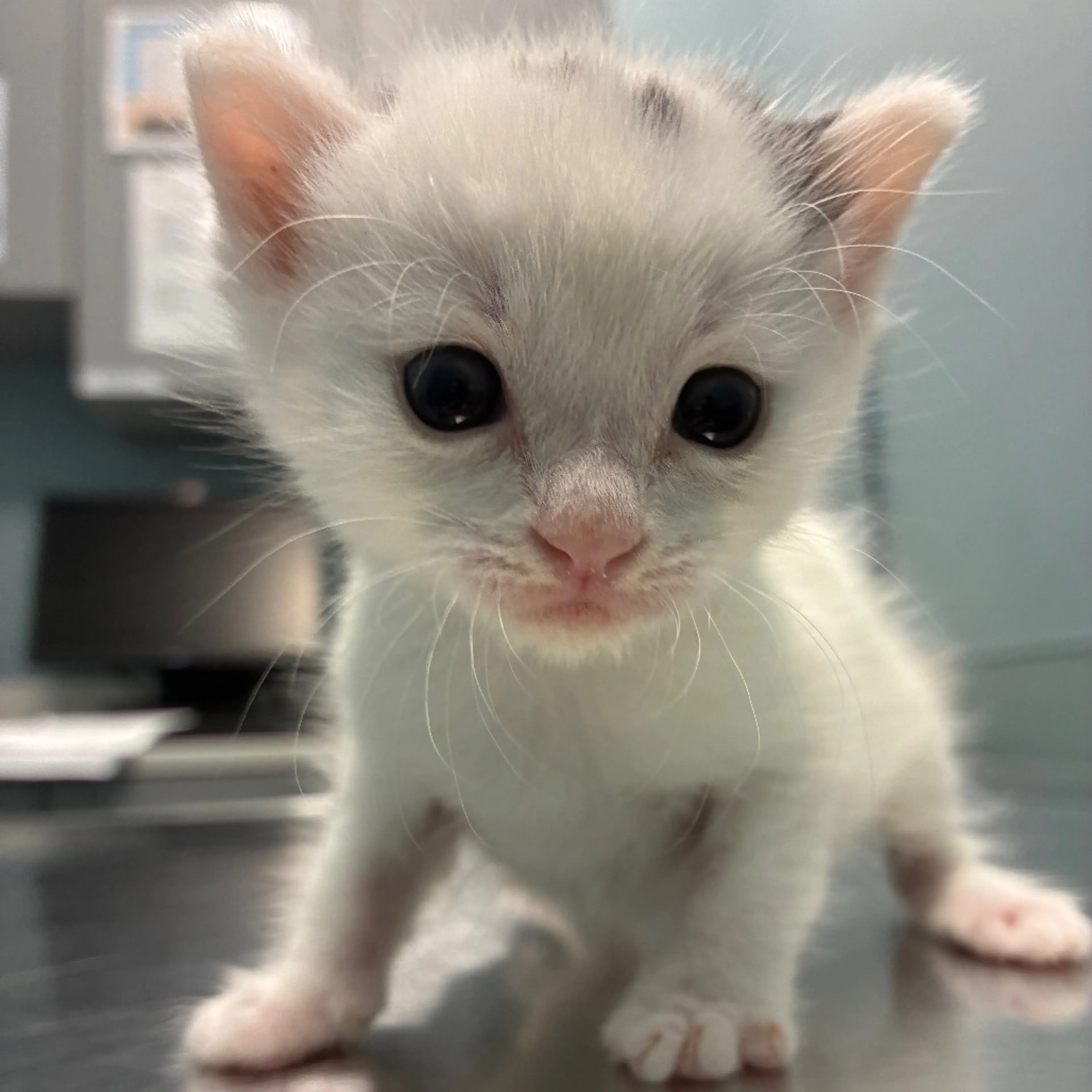 Found pet-3