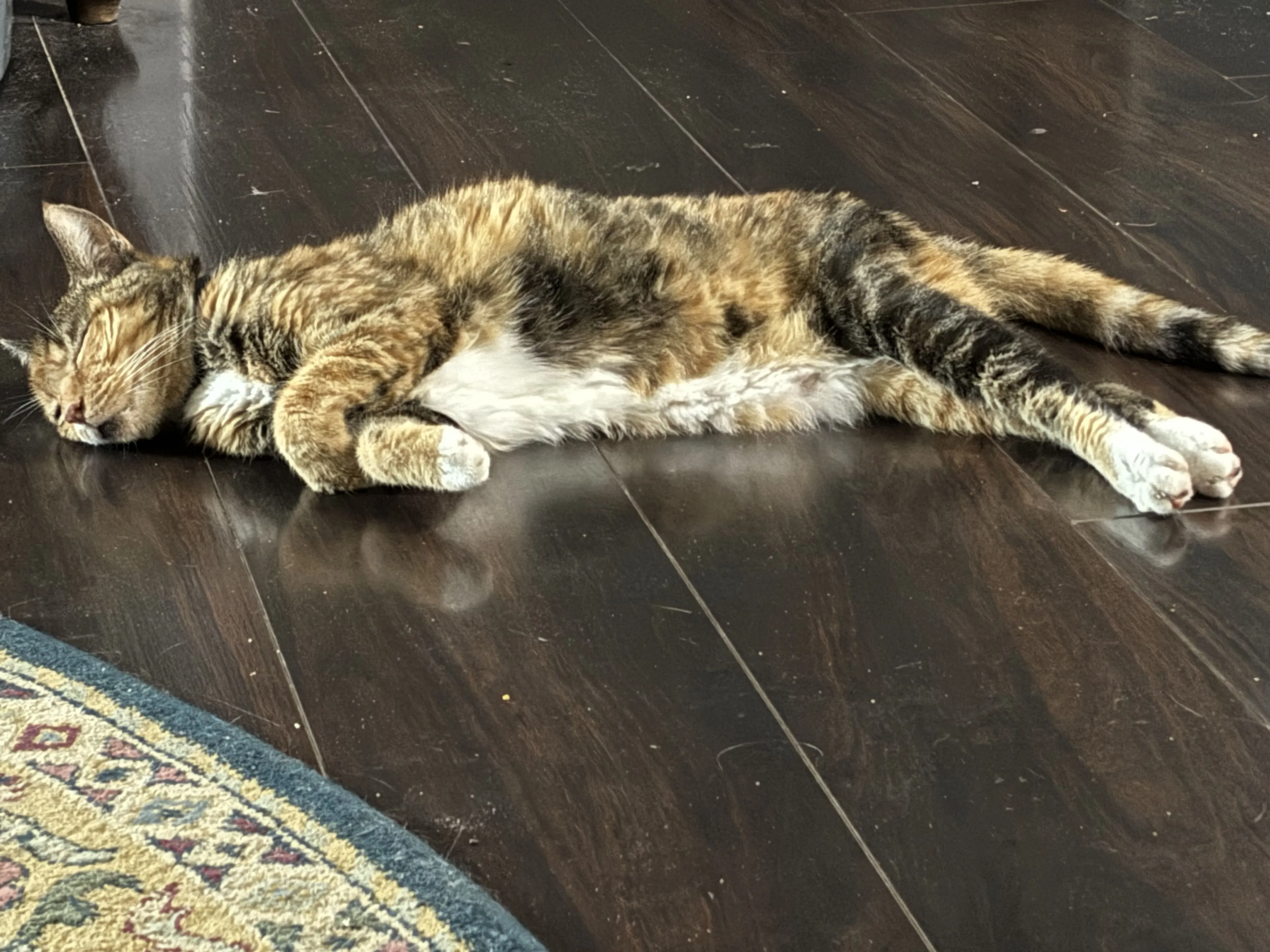 Lost pet