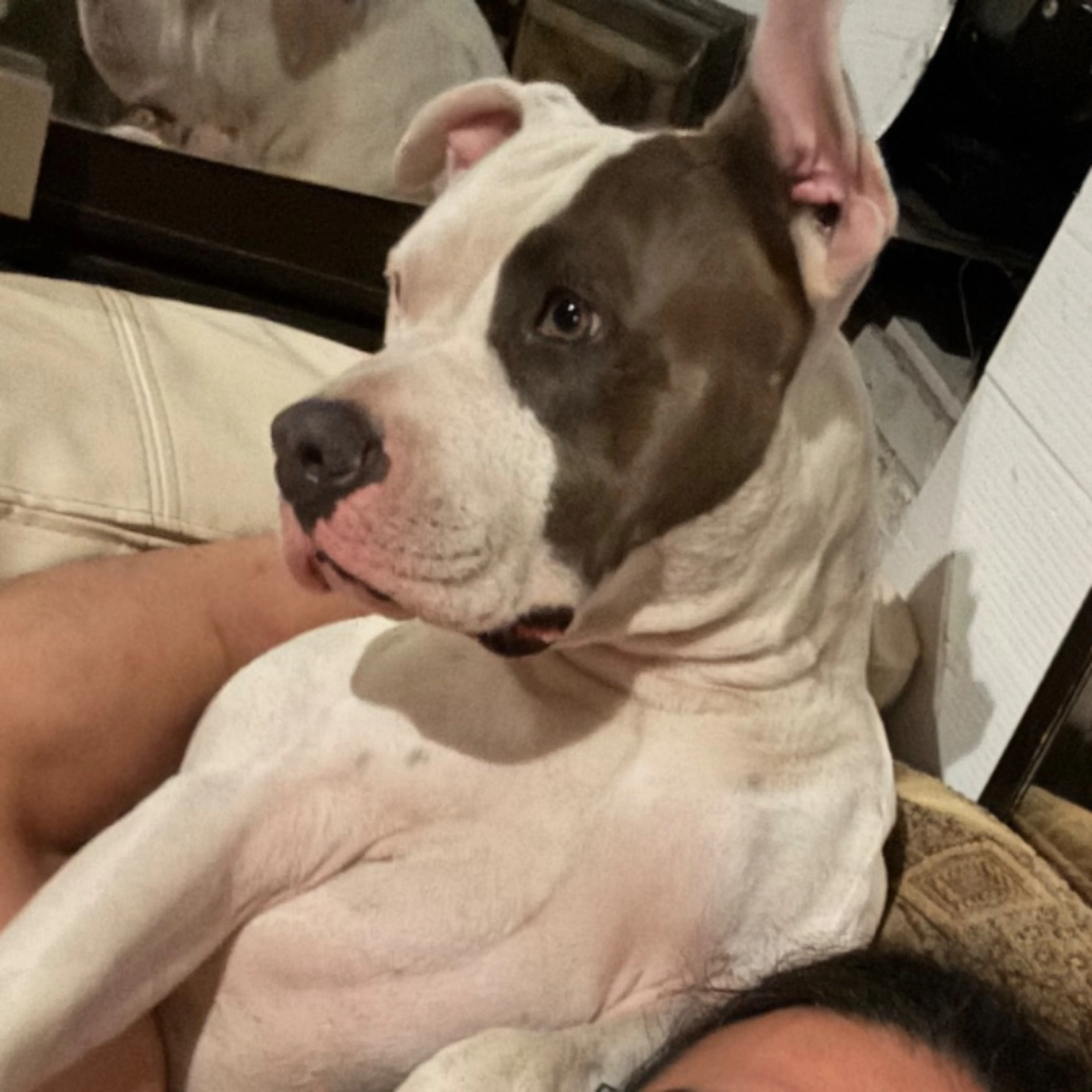 Lost pet