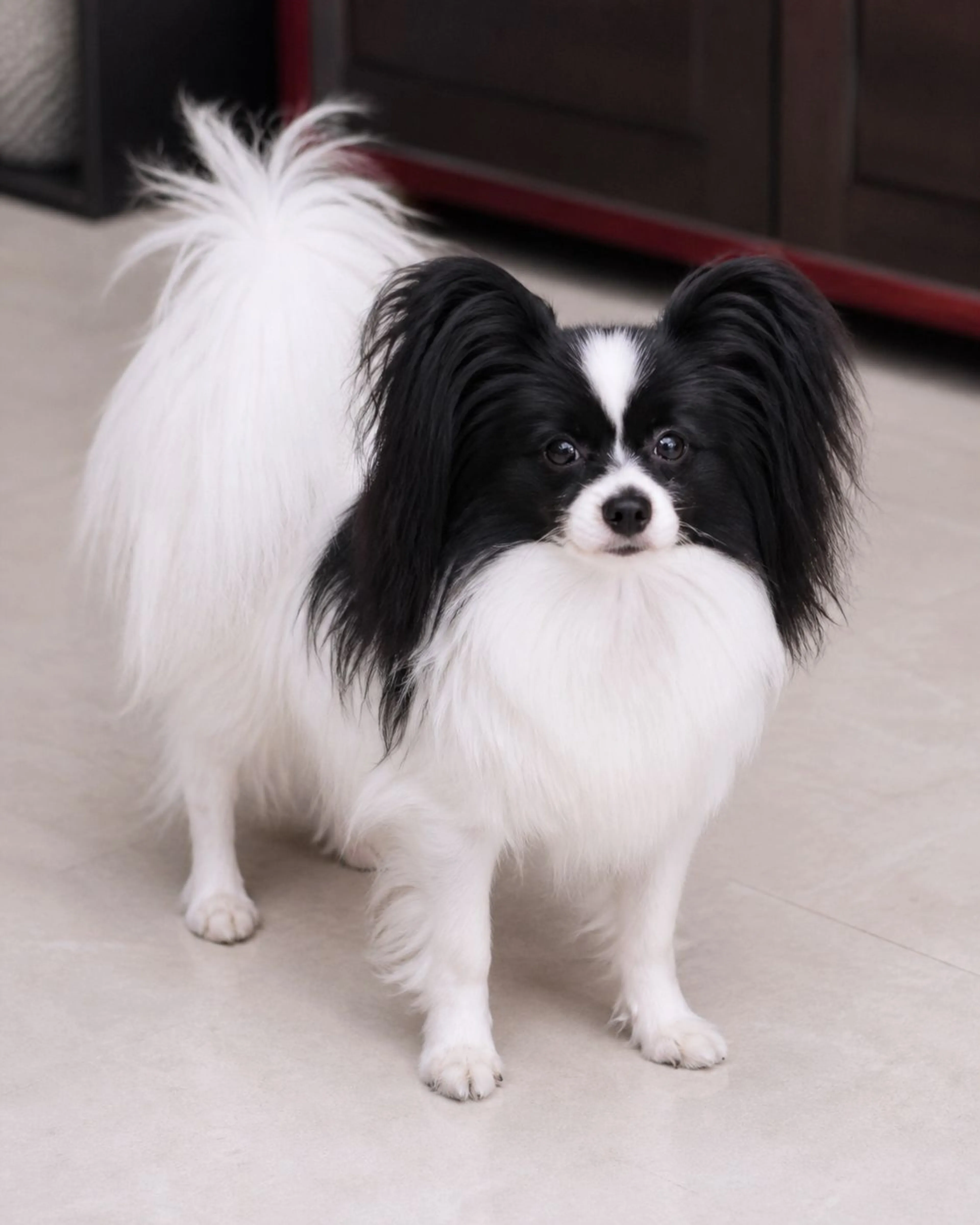 Lost pet