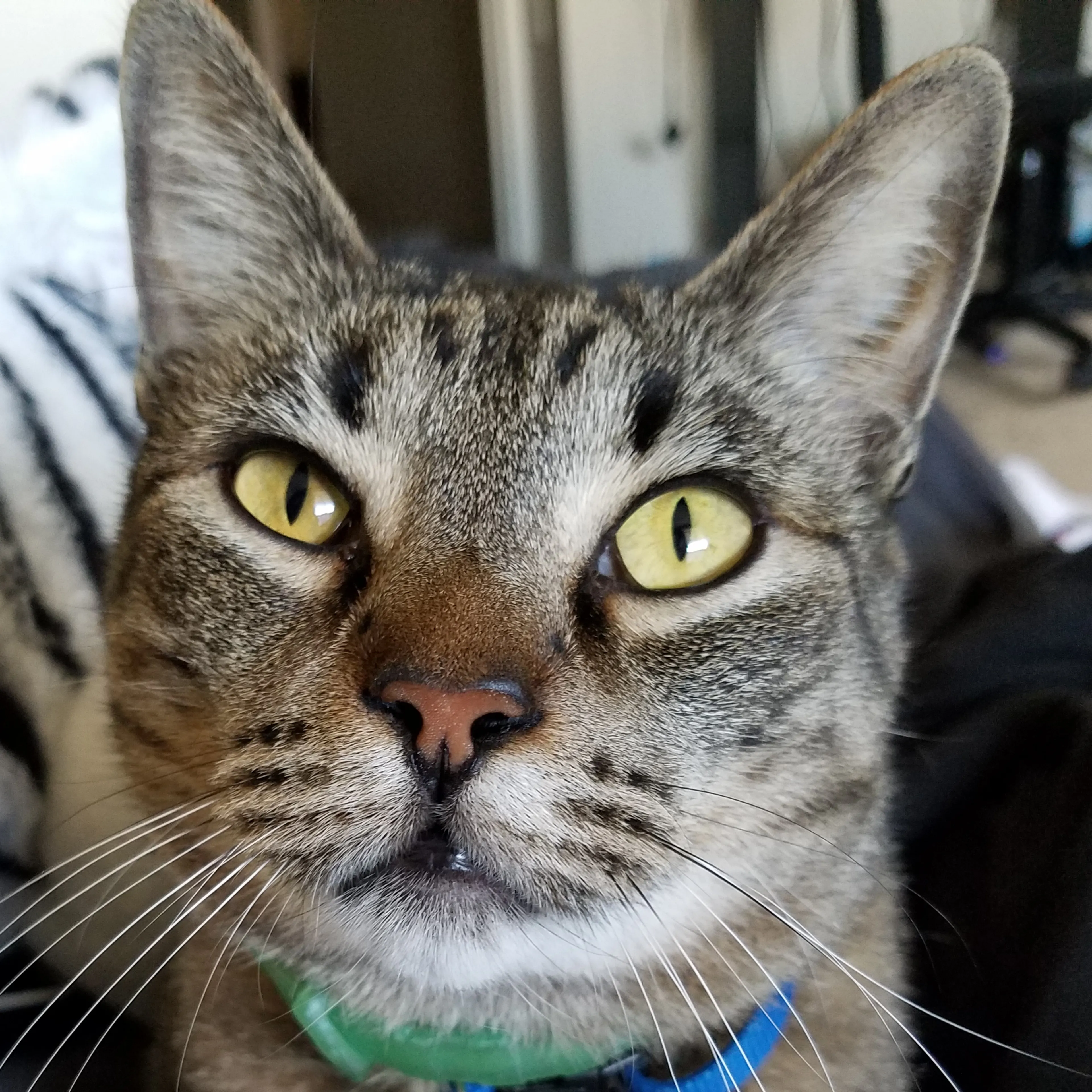 Lost pet-2