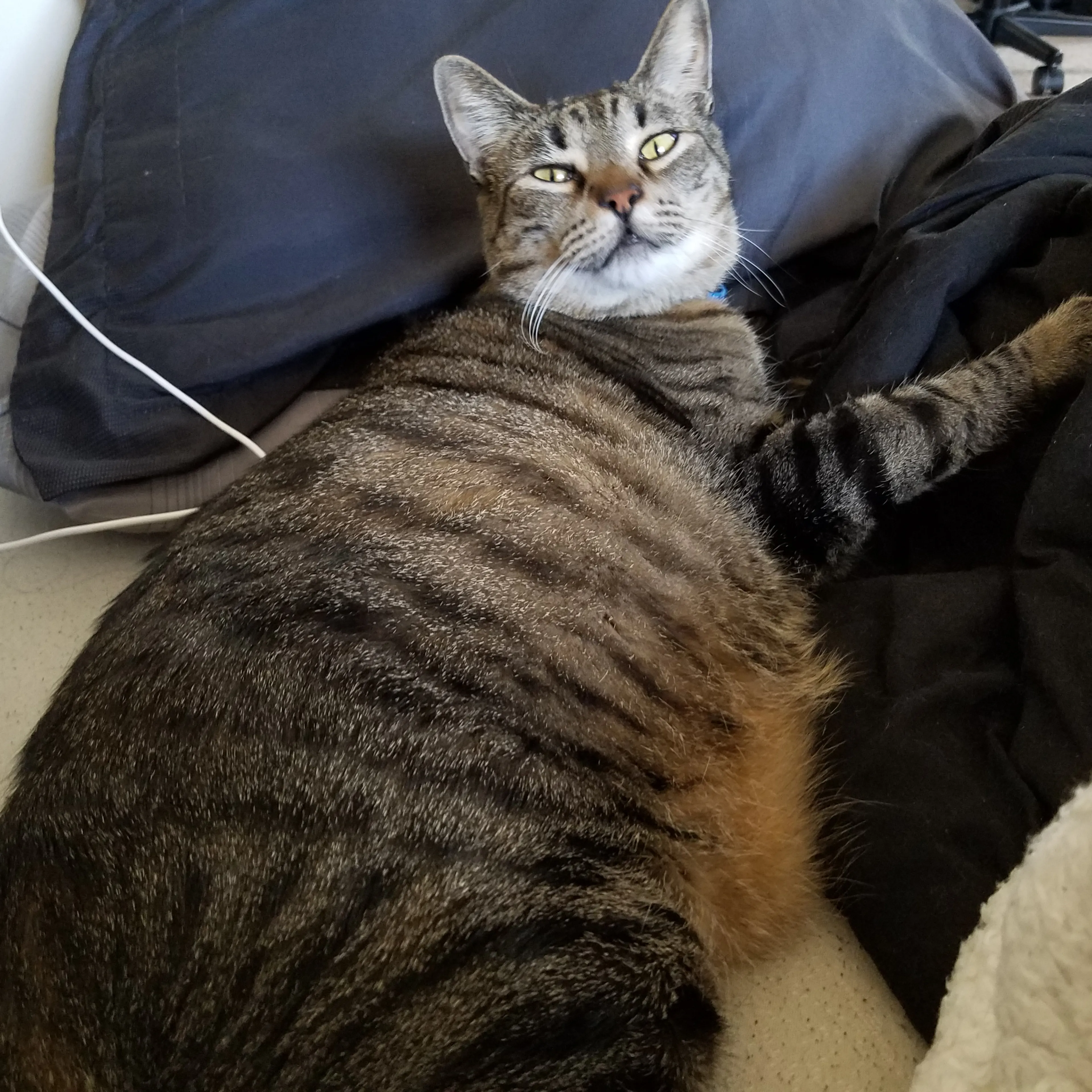 Lost pet-1
