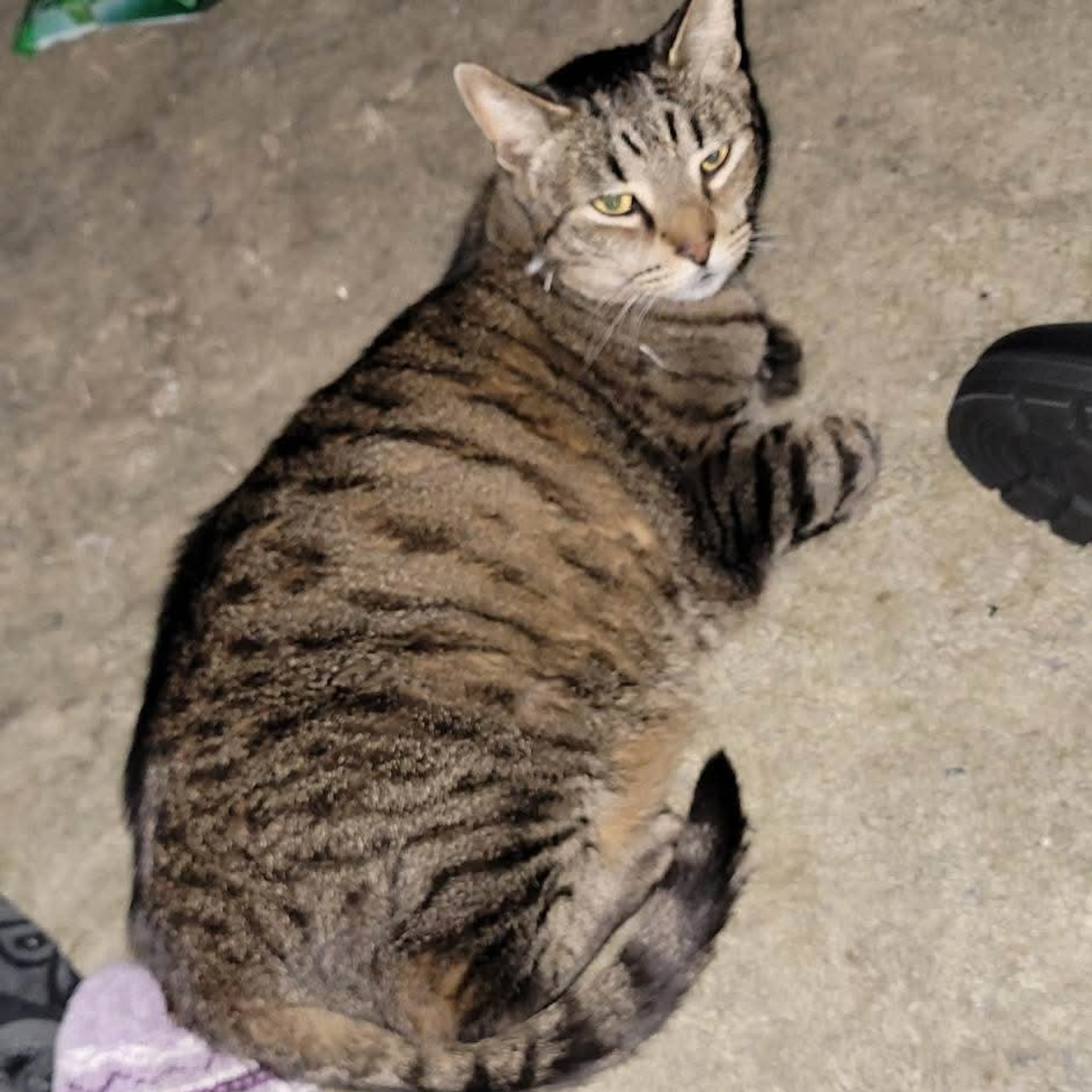 Lost pet-3