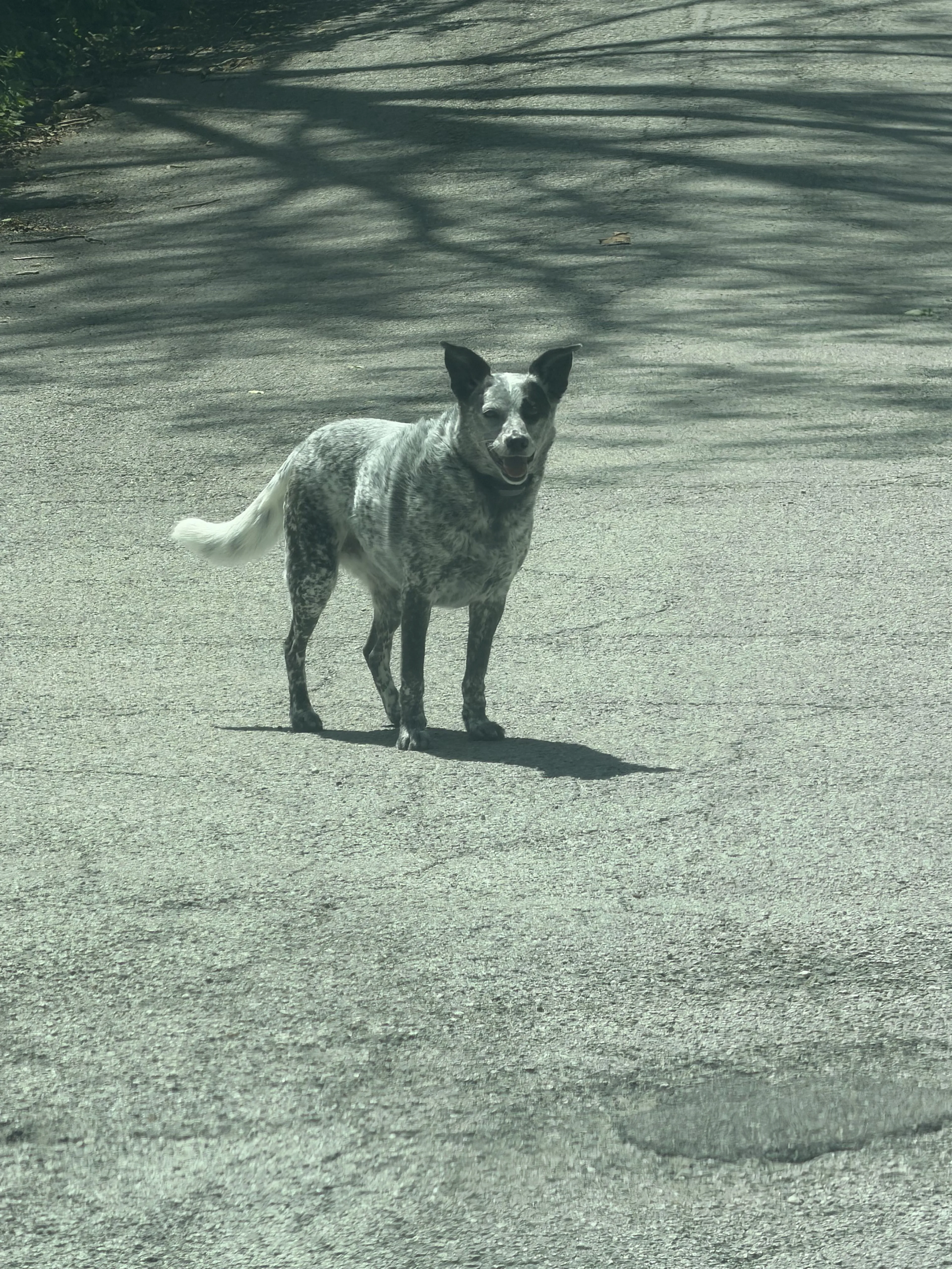 Lost pet