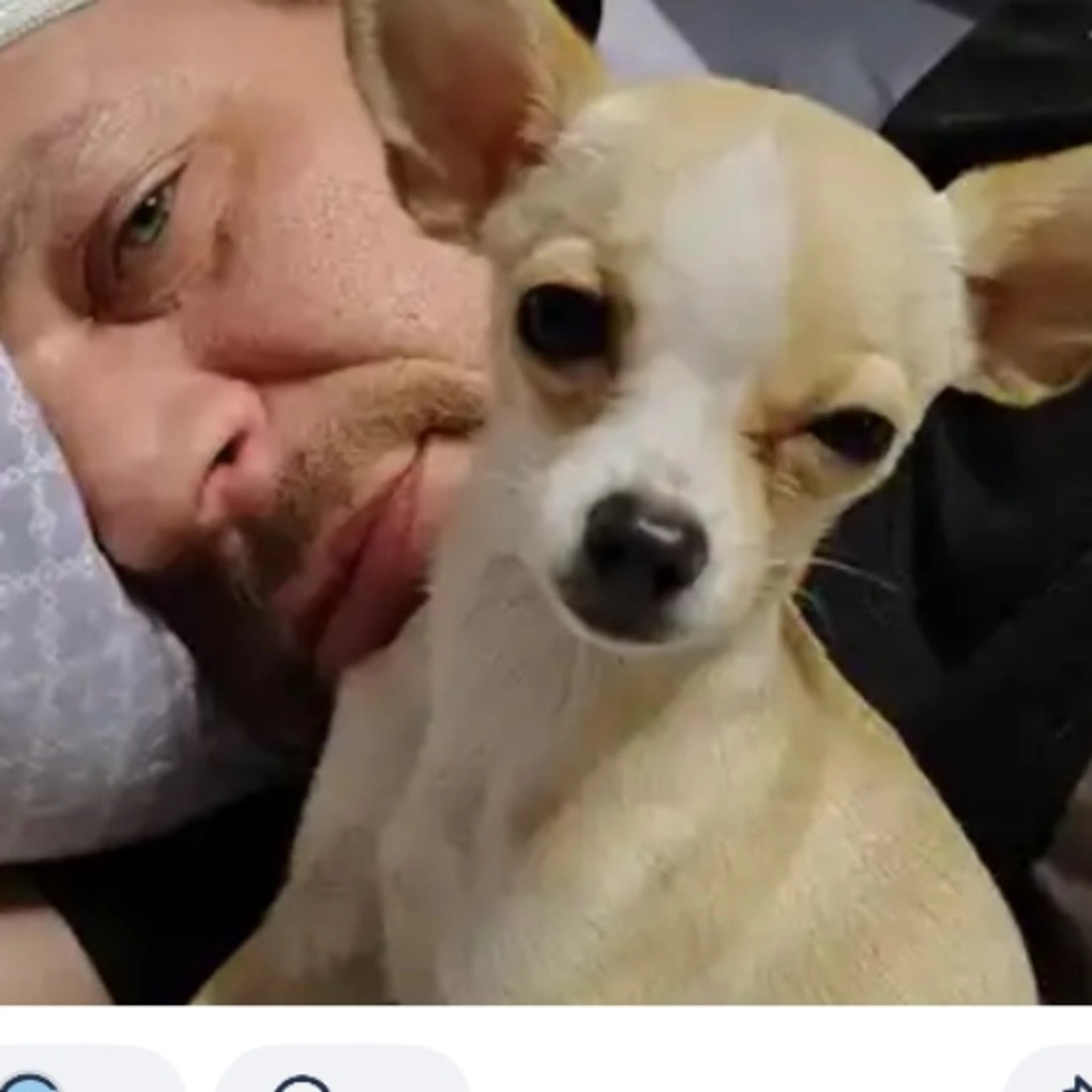 Lost pet