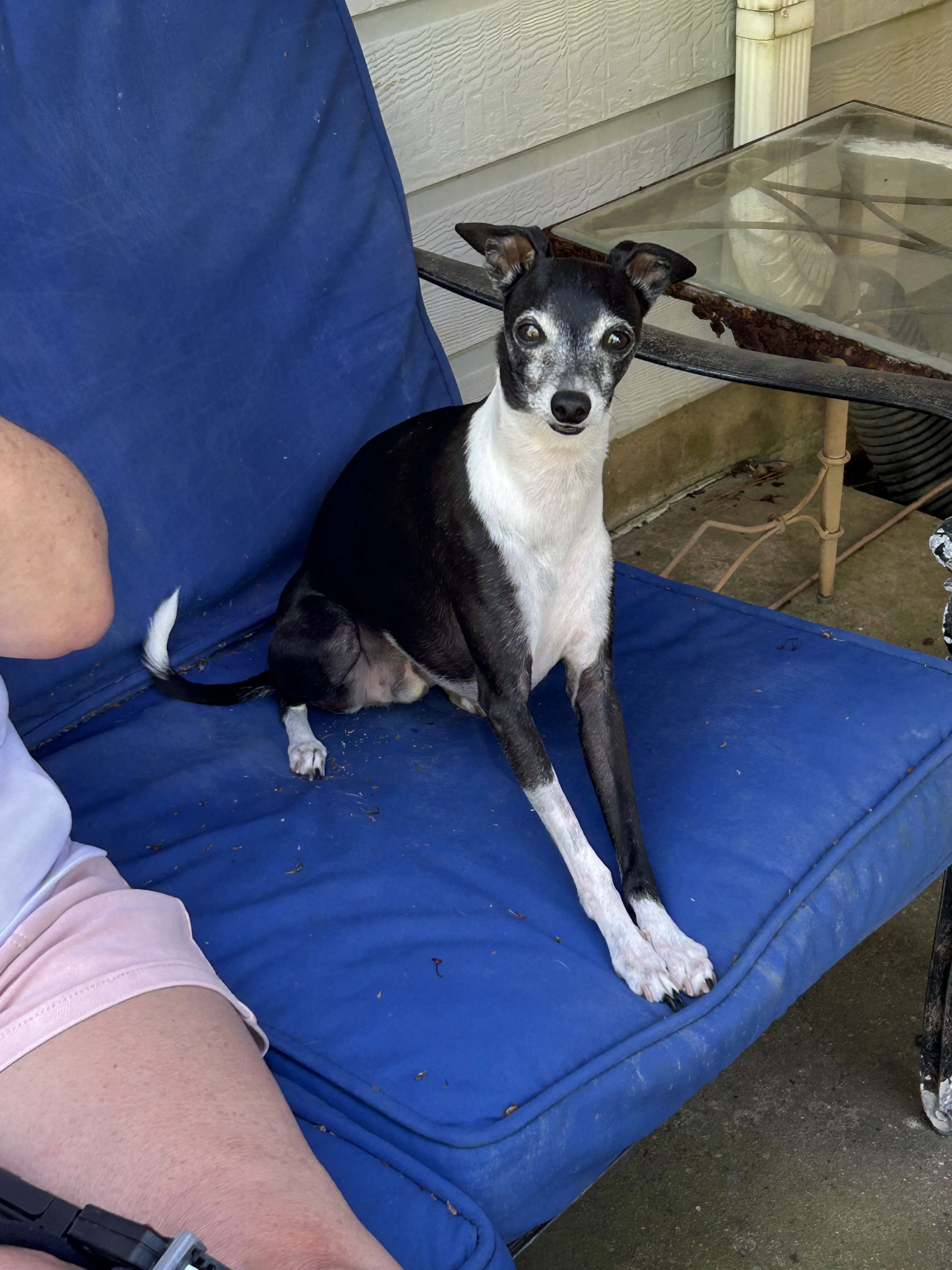 Lost pet