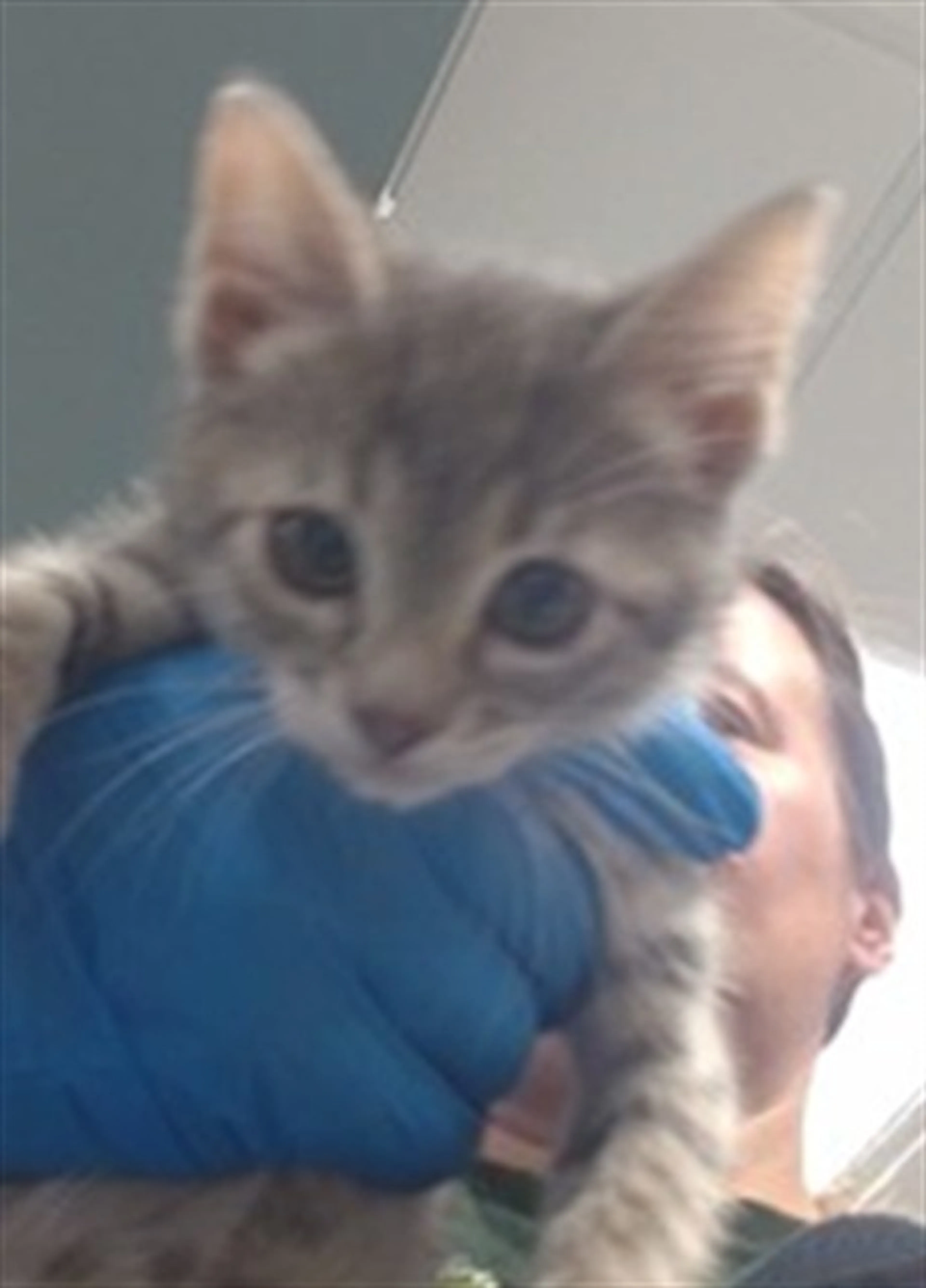 Found pet