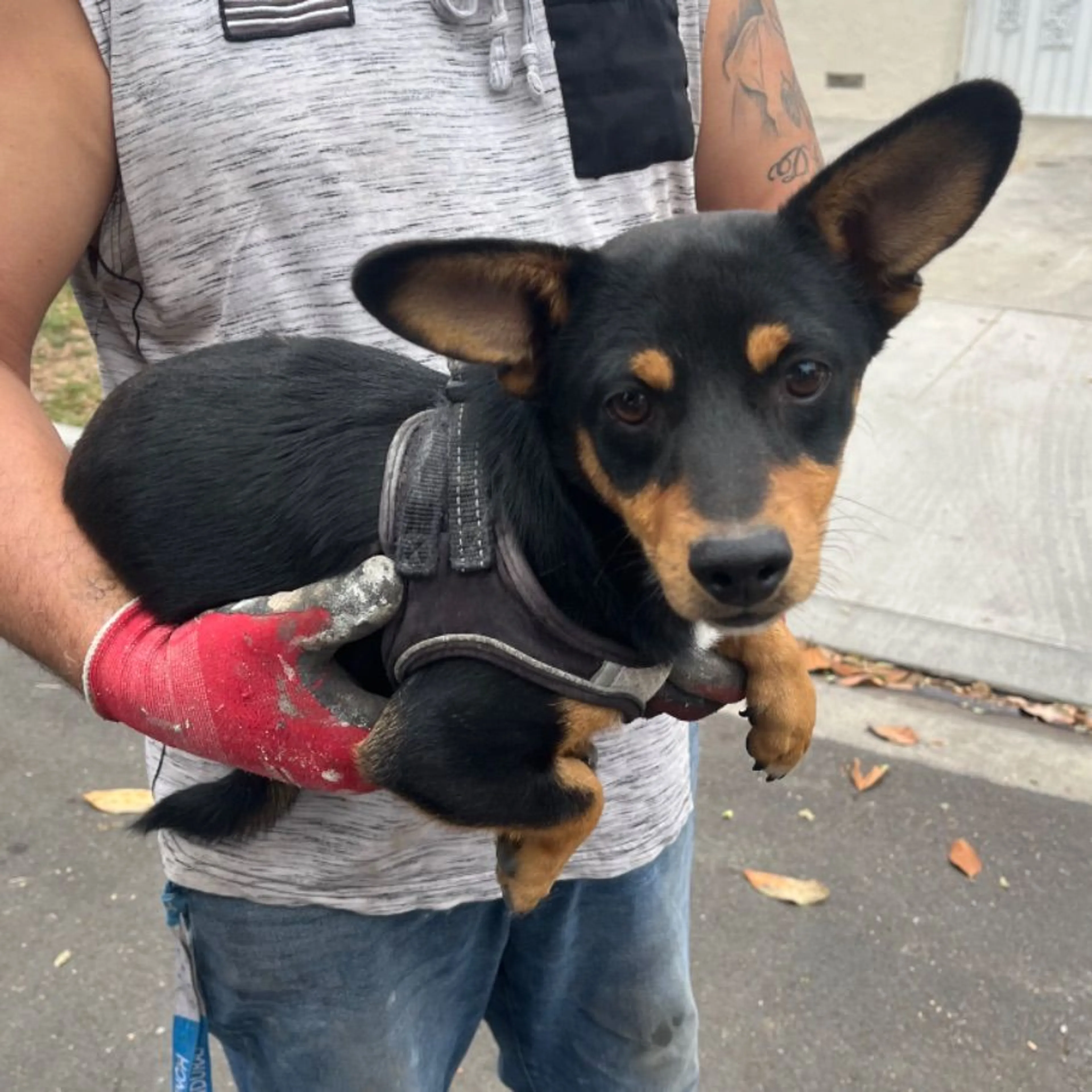 Found pet