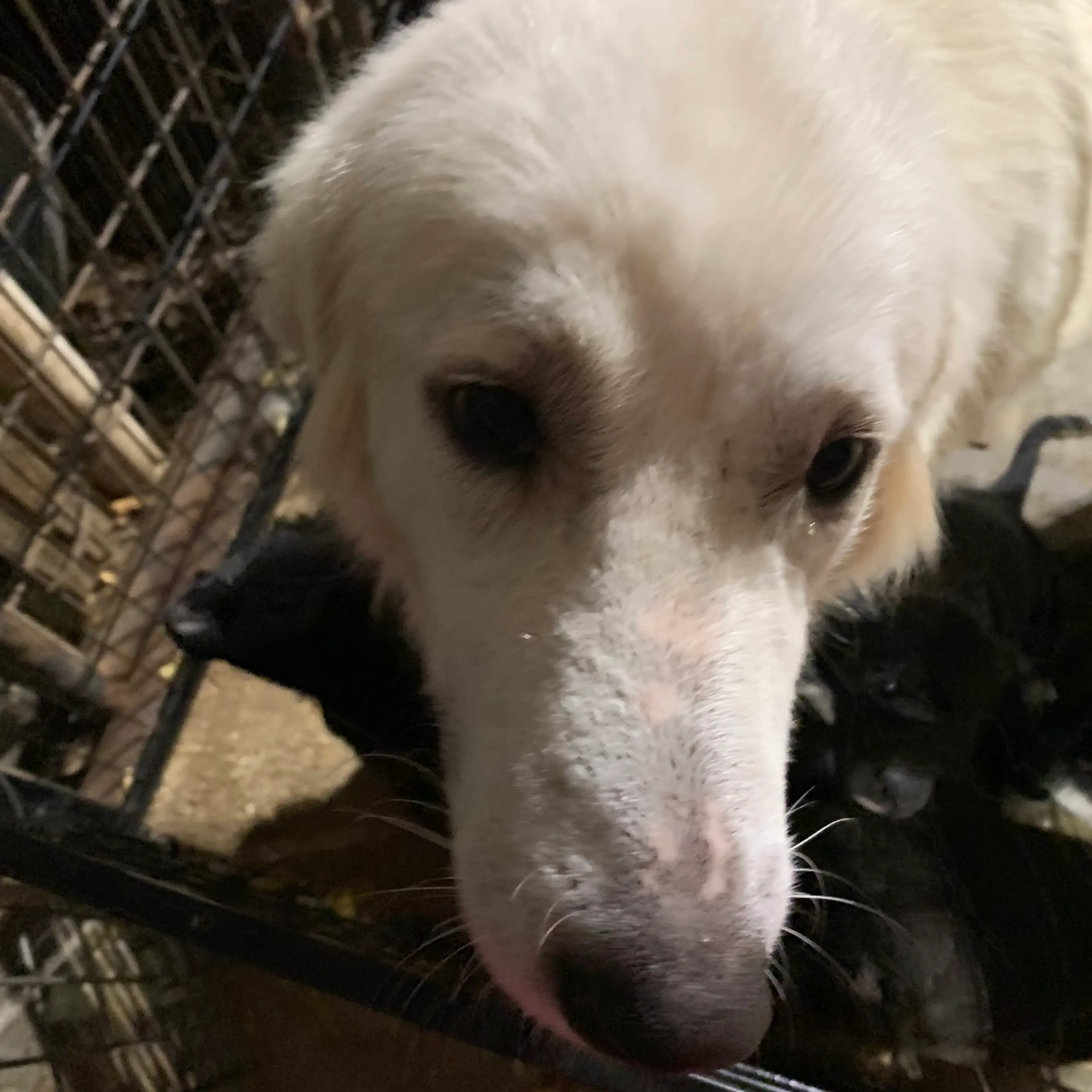 Found pet-3