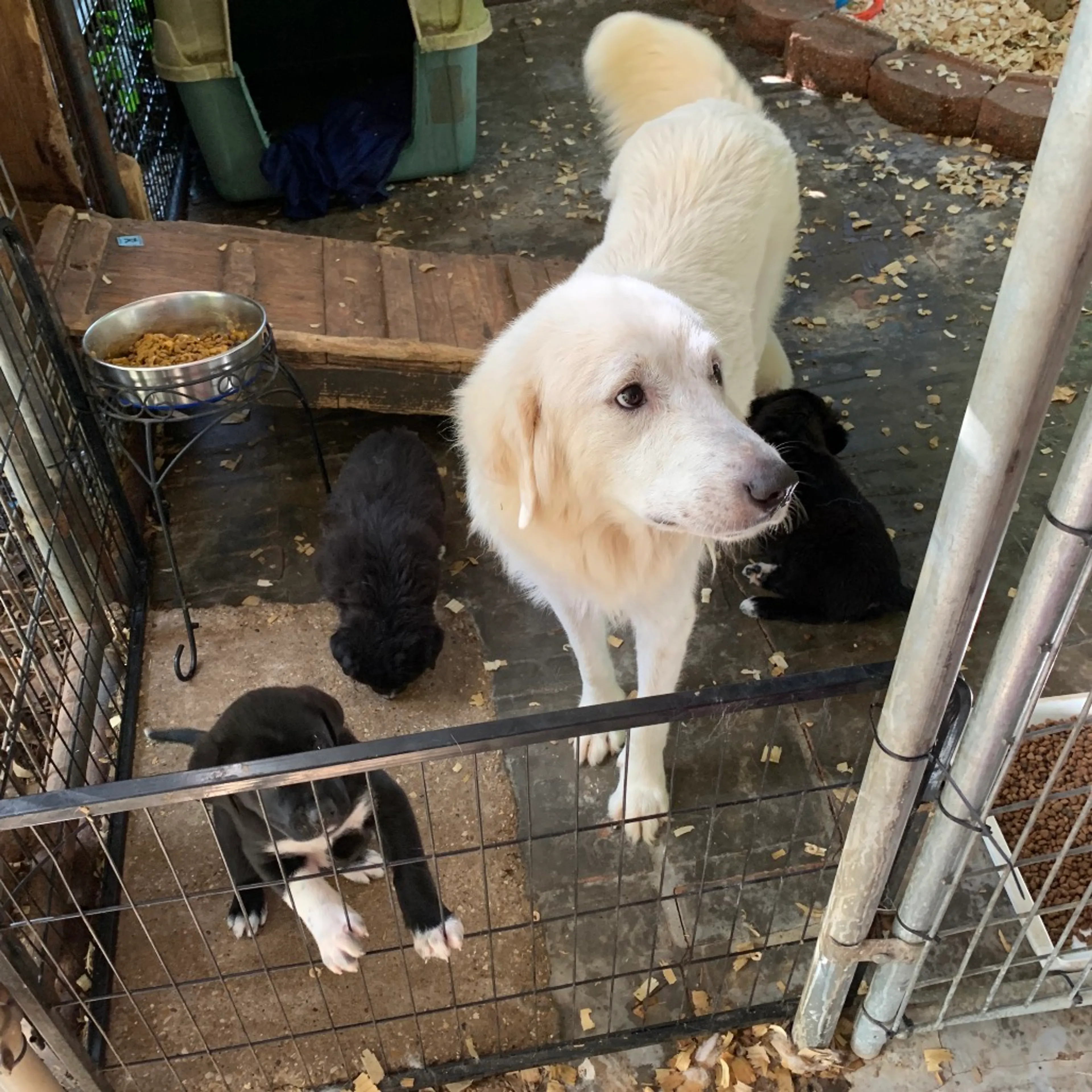 Found pet-6