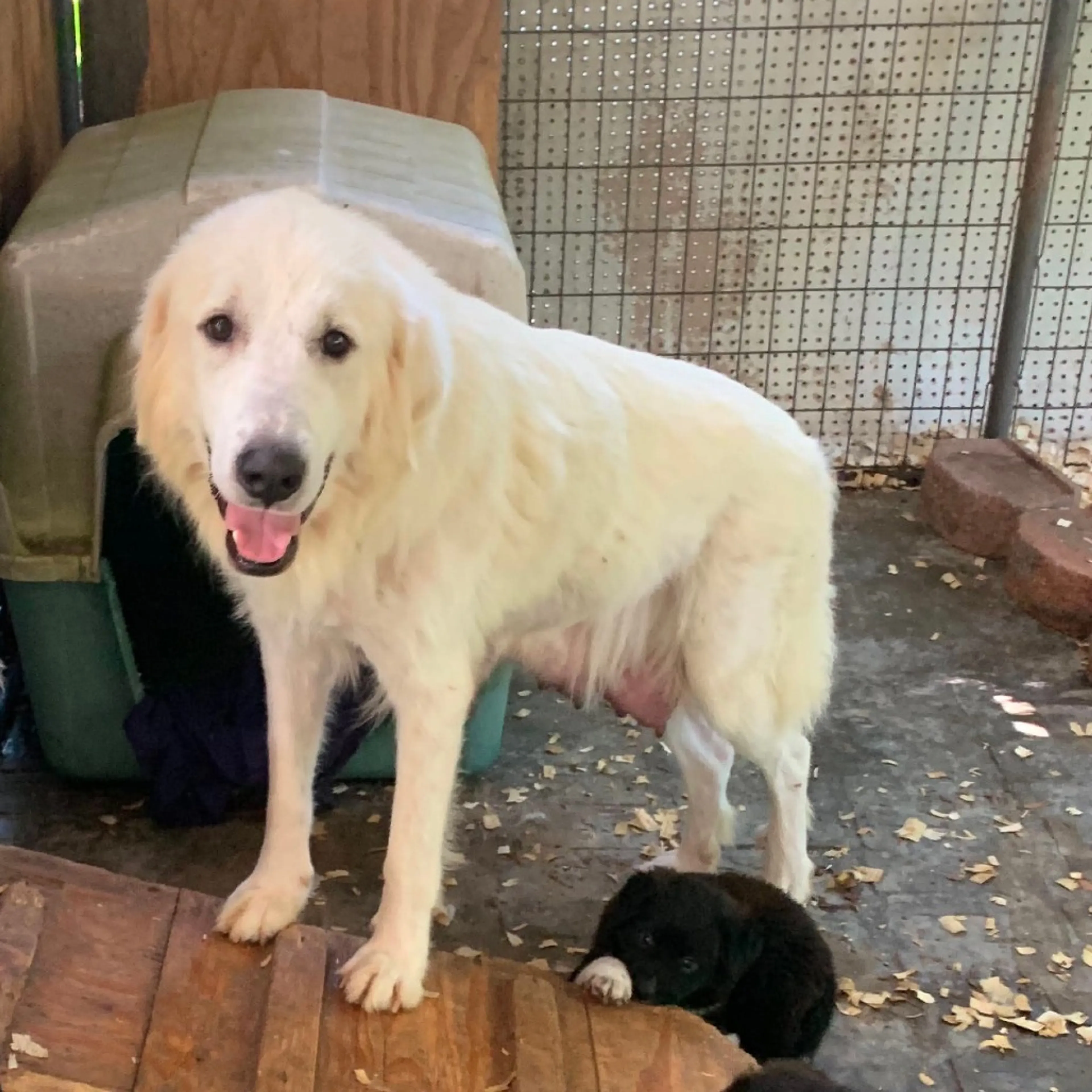 Found pet-1