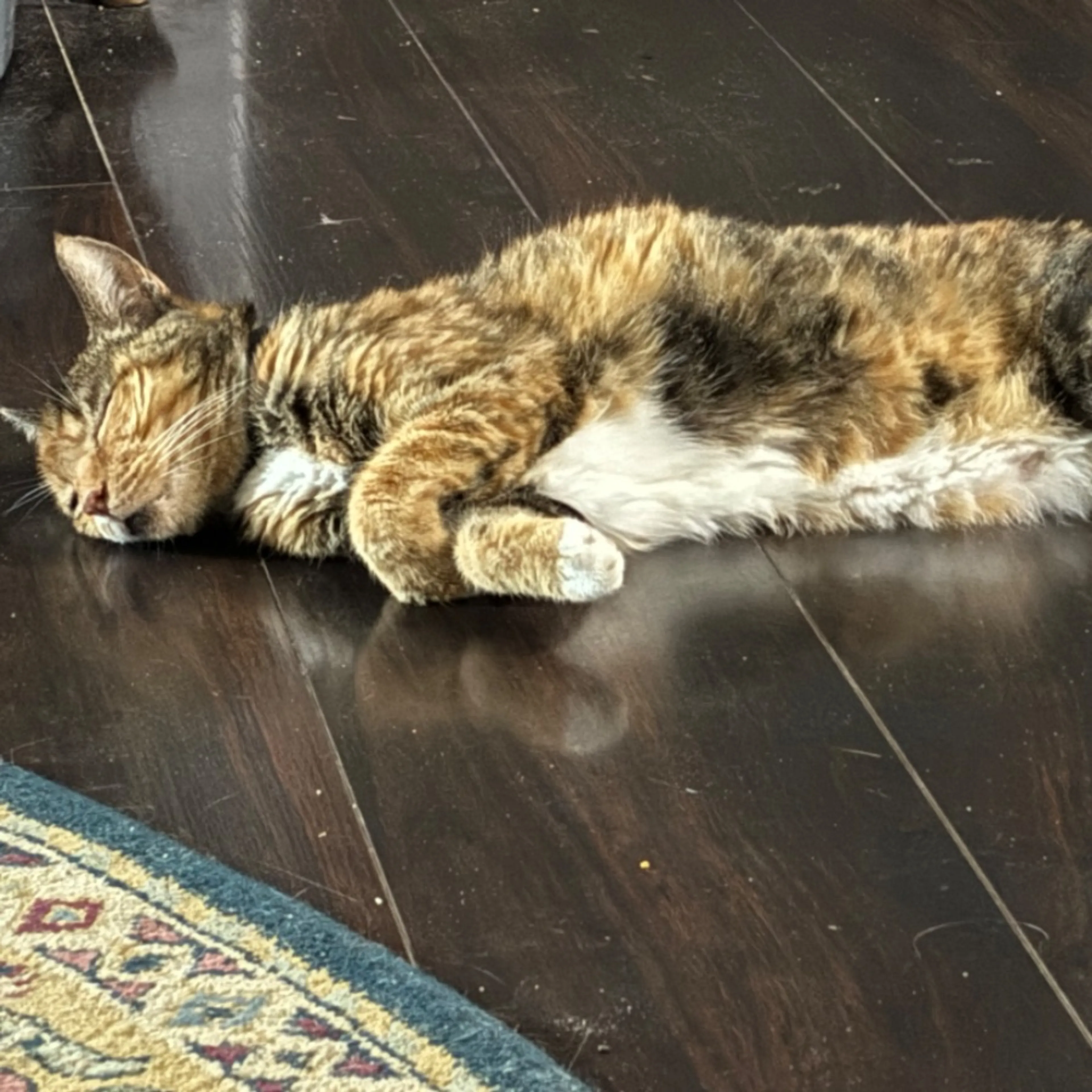 Lost pet