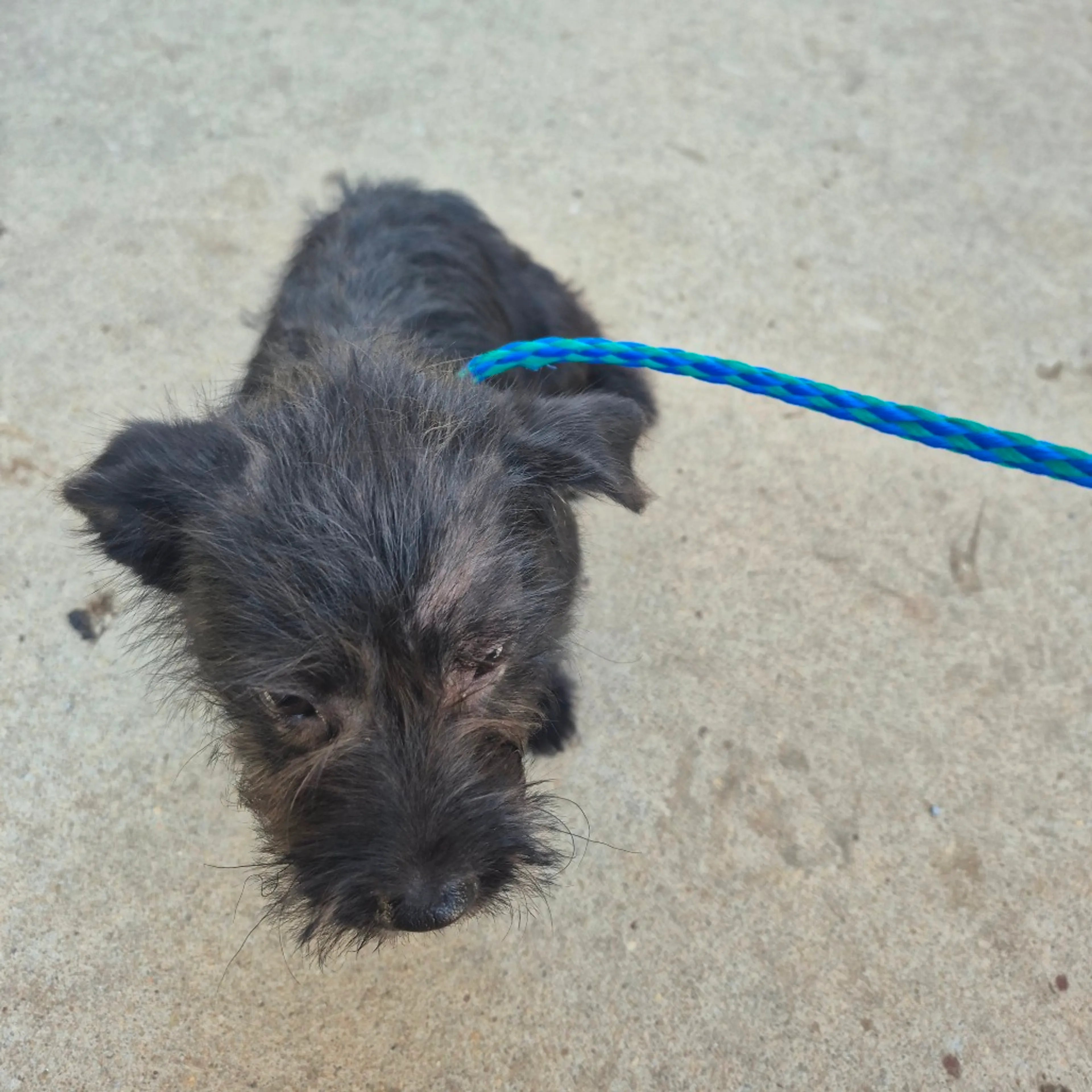 Found pet-1