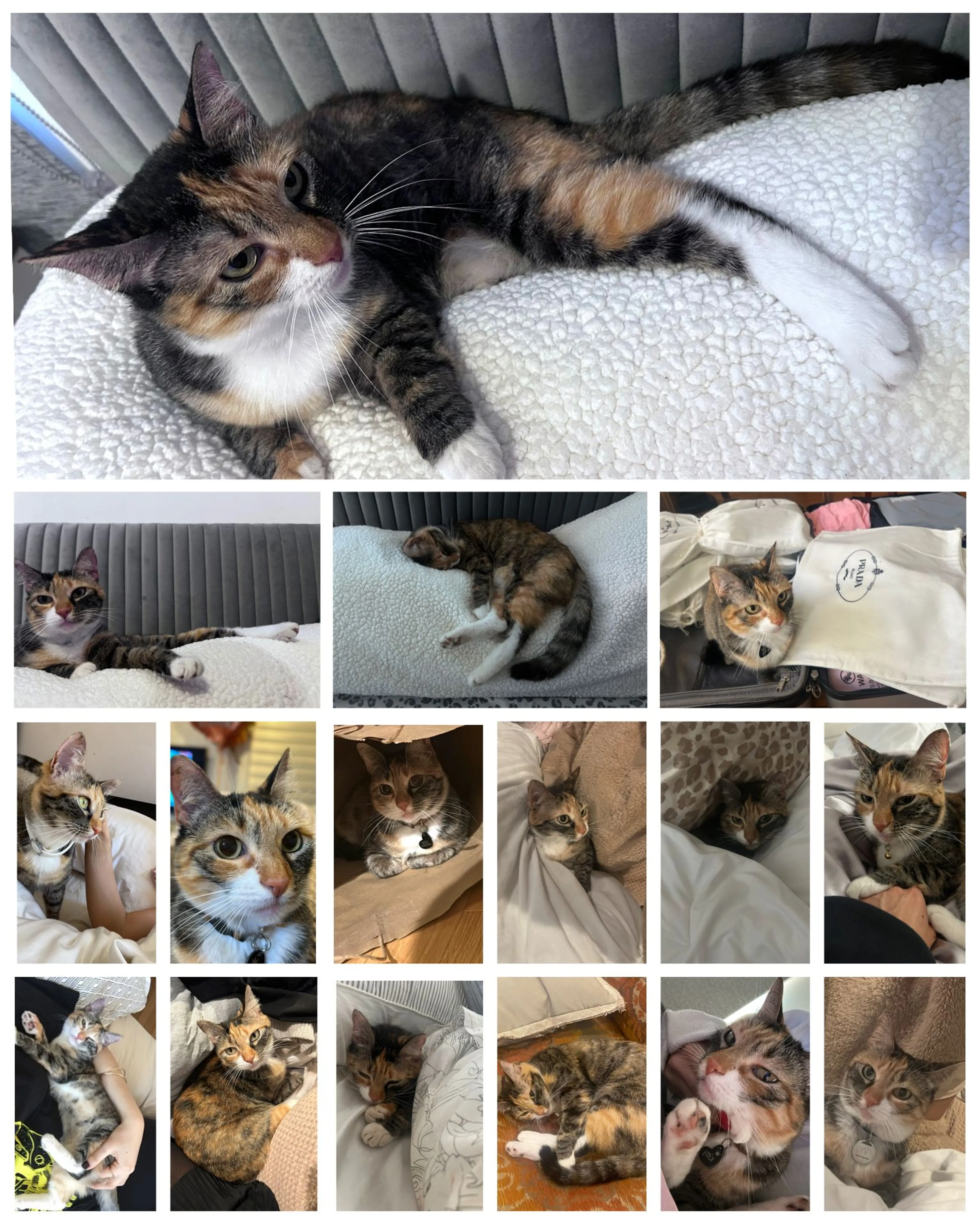 Lost pet-0