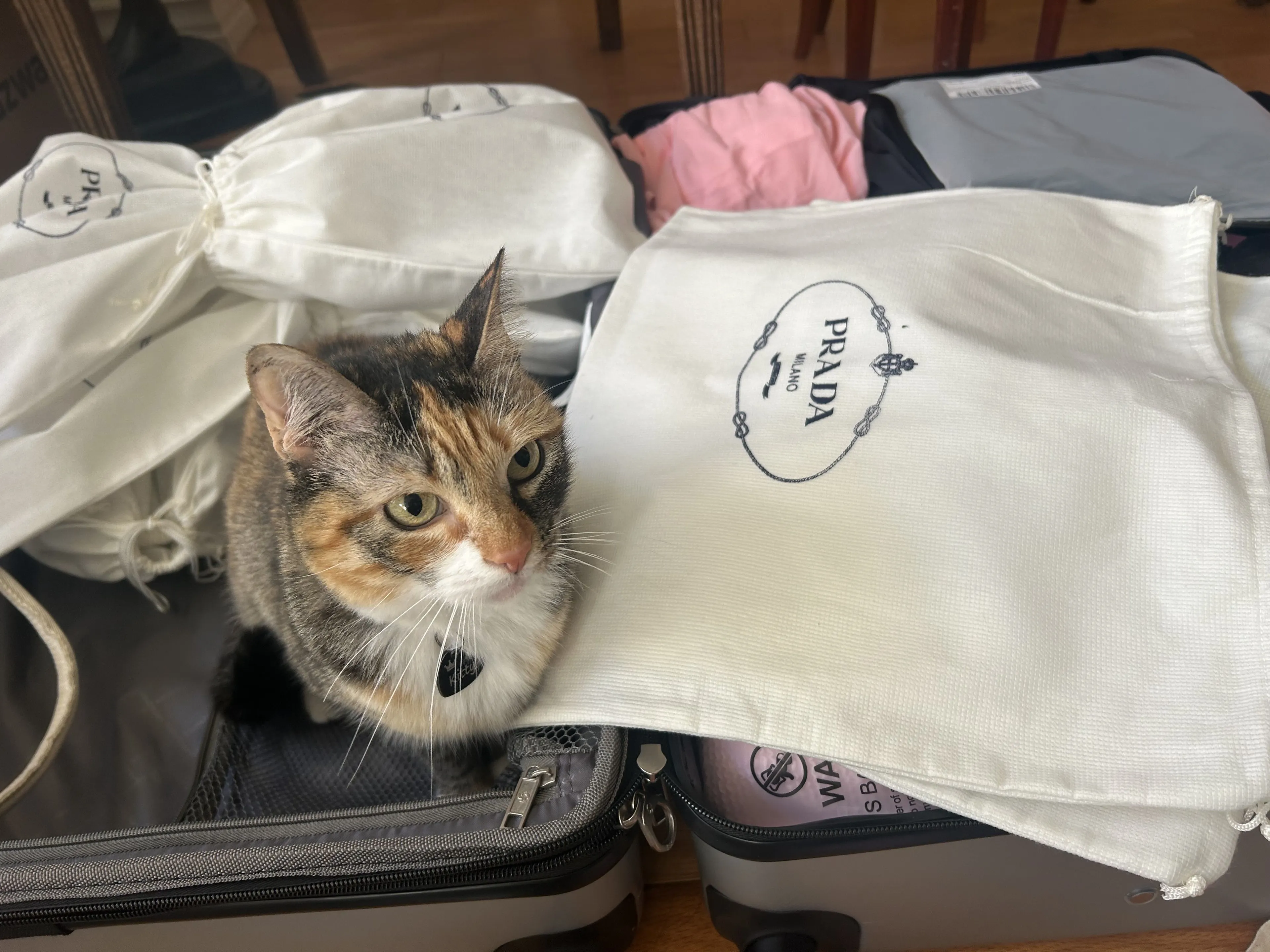Lost pet-2