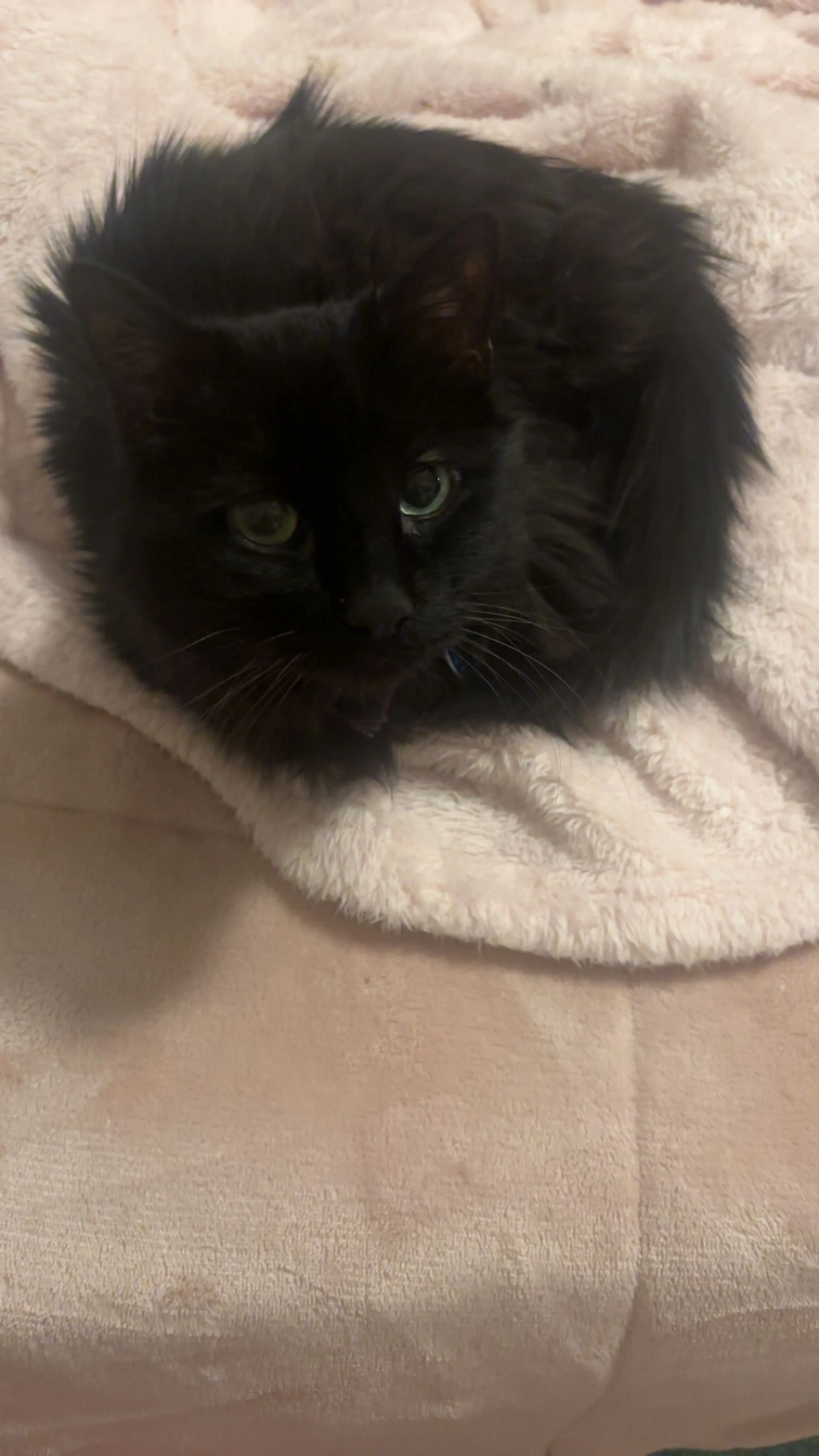 Lost pet-0