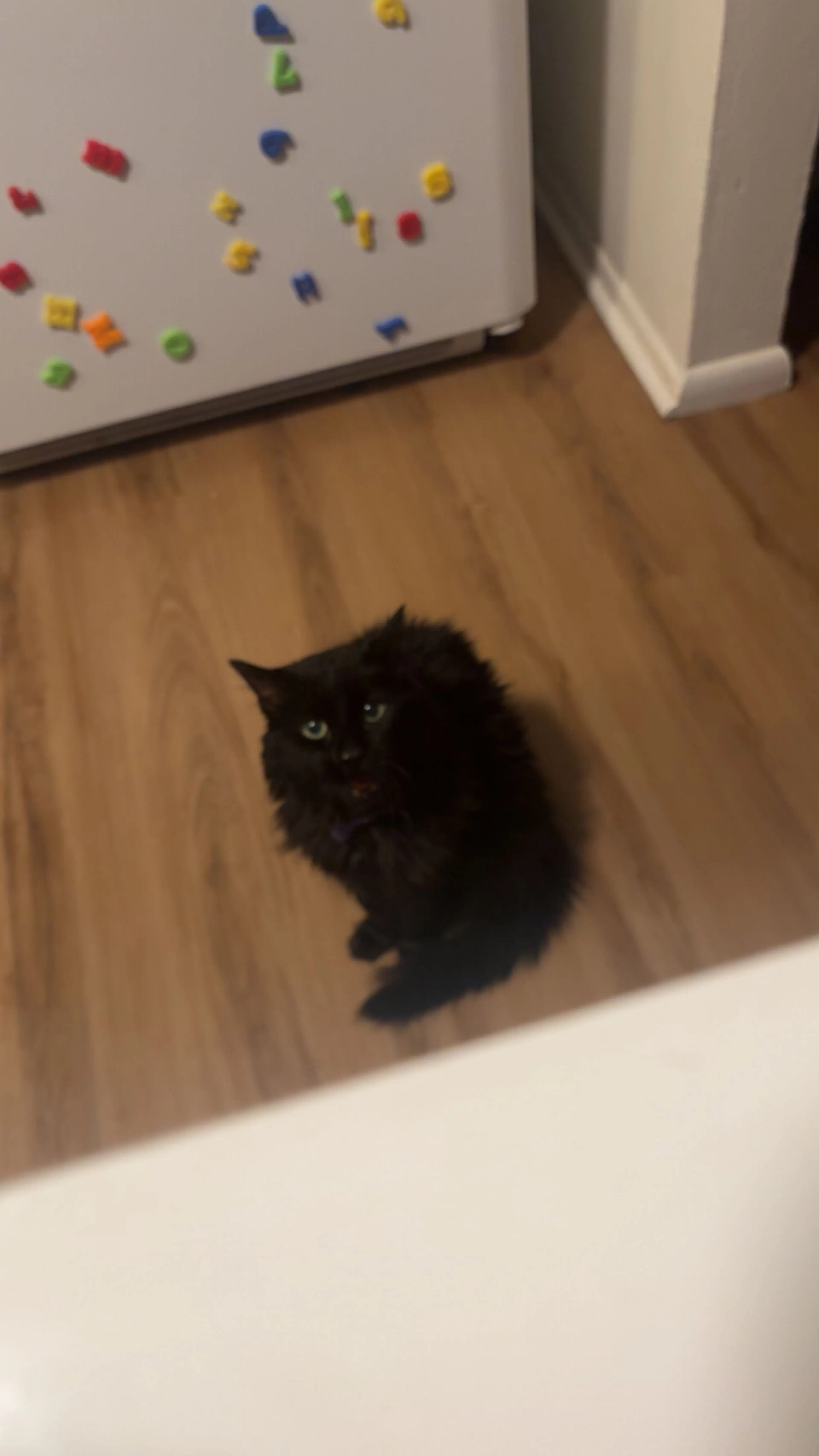 Lost pet-2