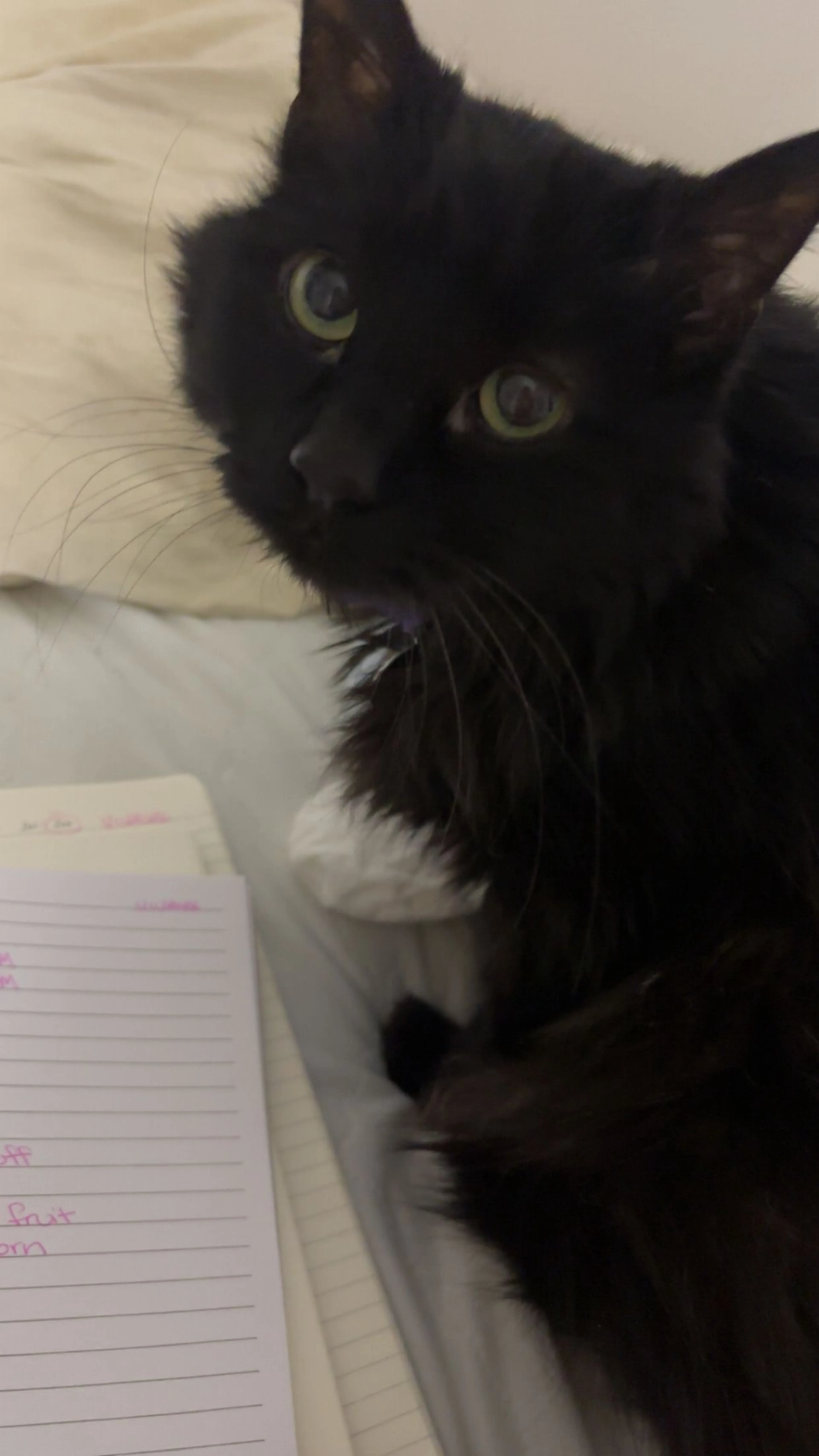 Lost pet-1