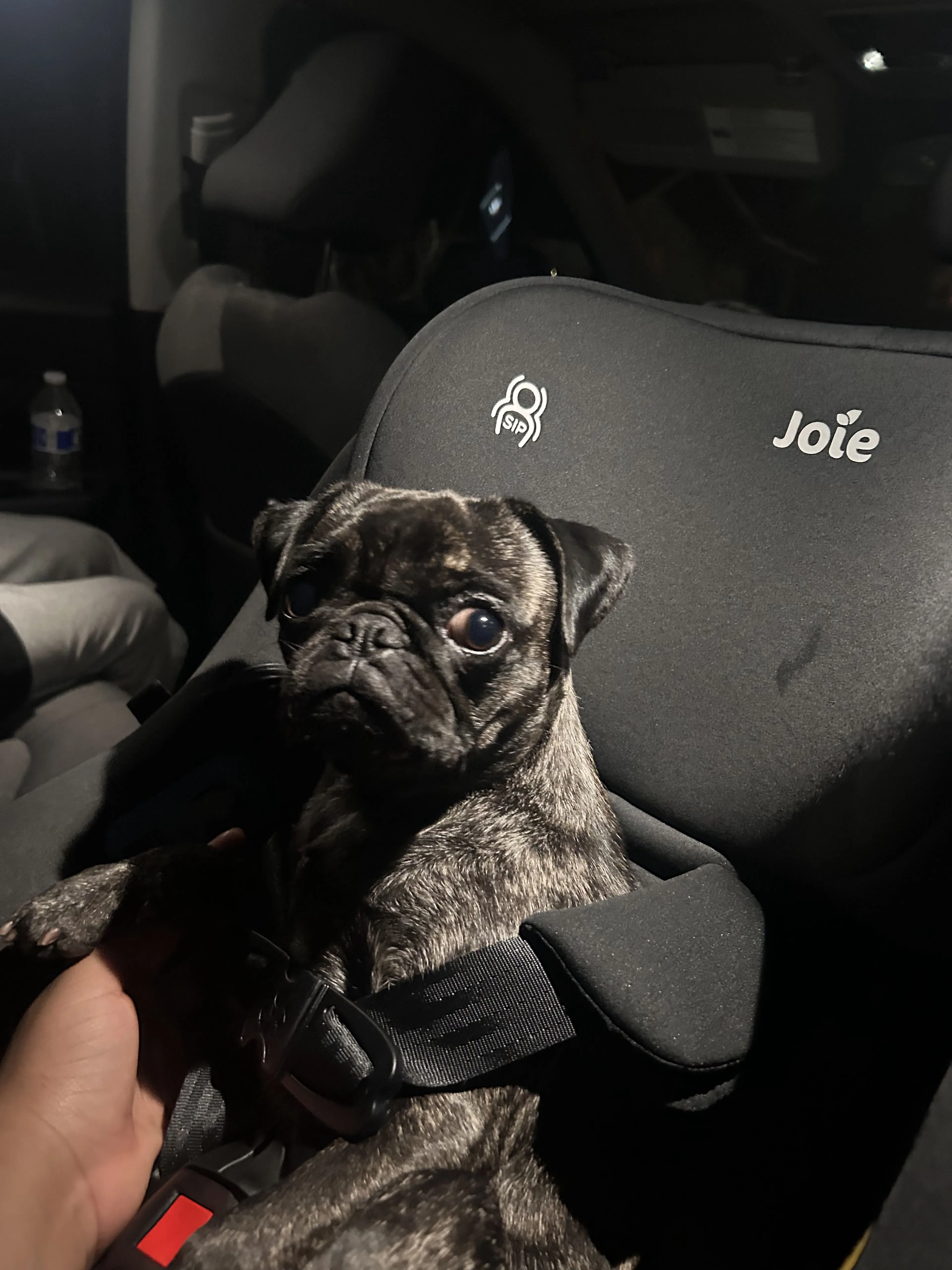 Lost pet-0