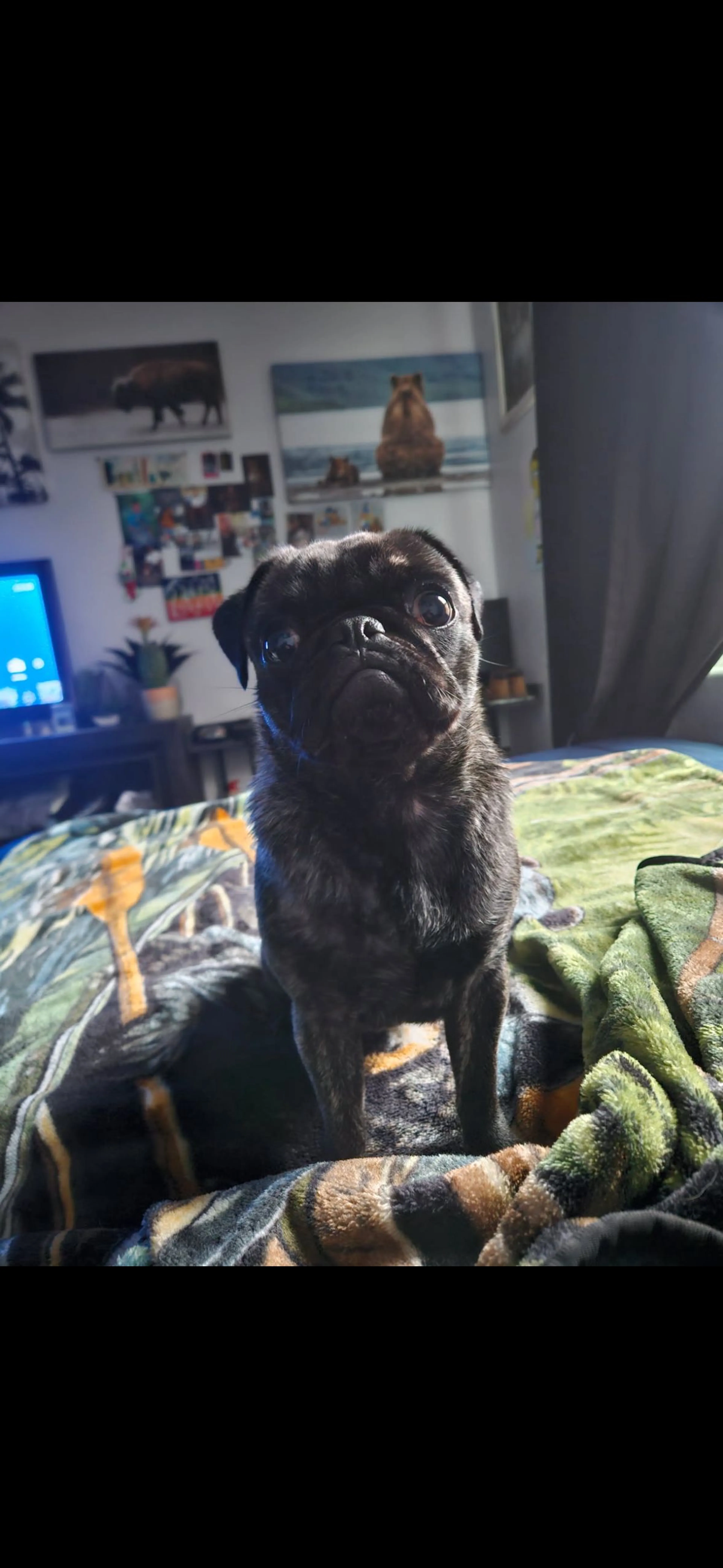 Lost pet-1