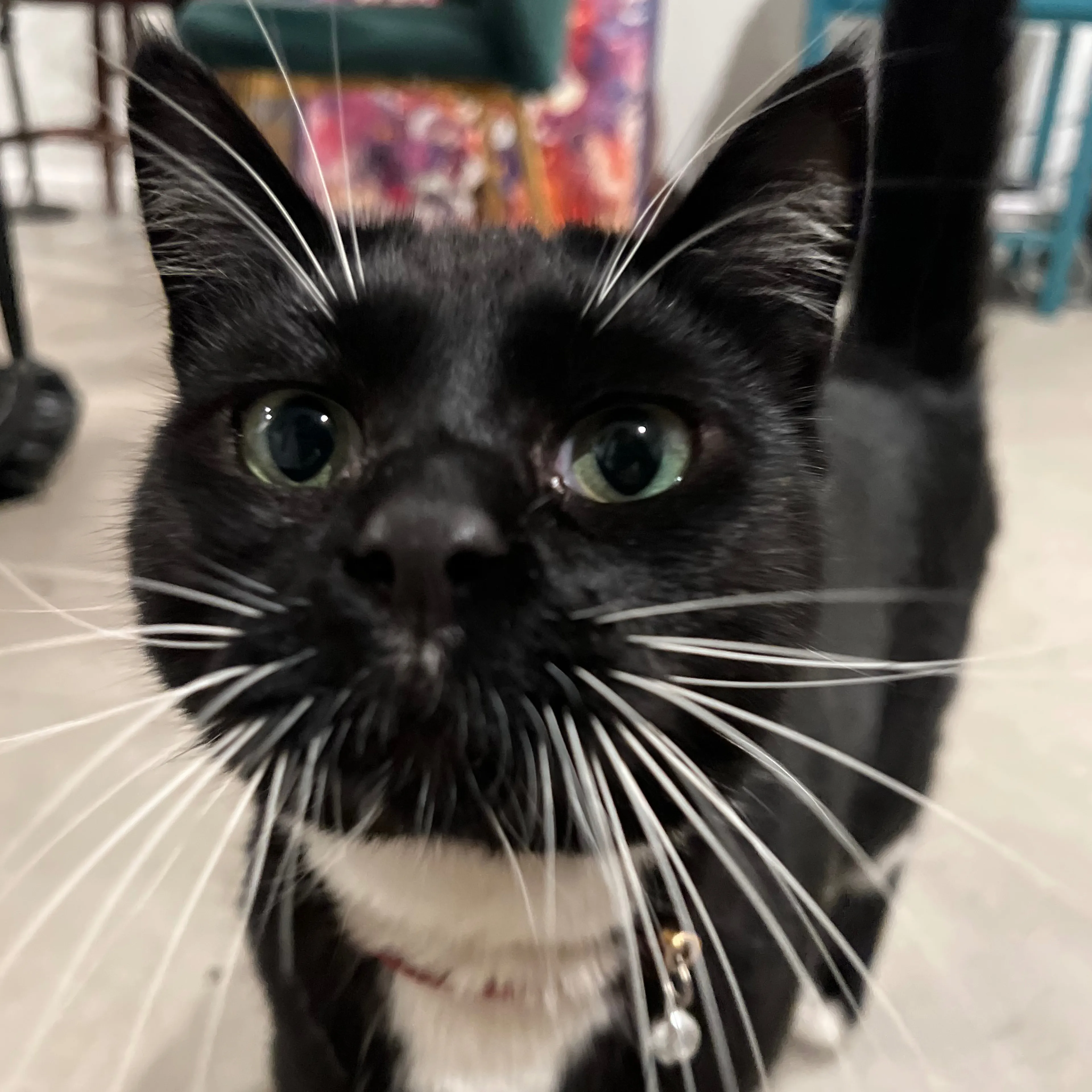 Lost pet-2