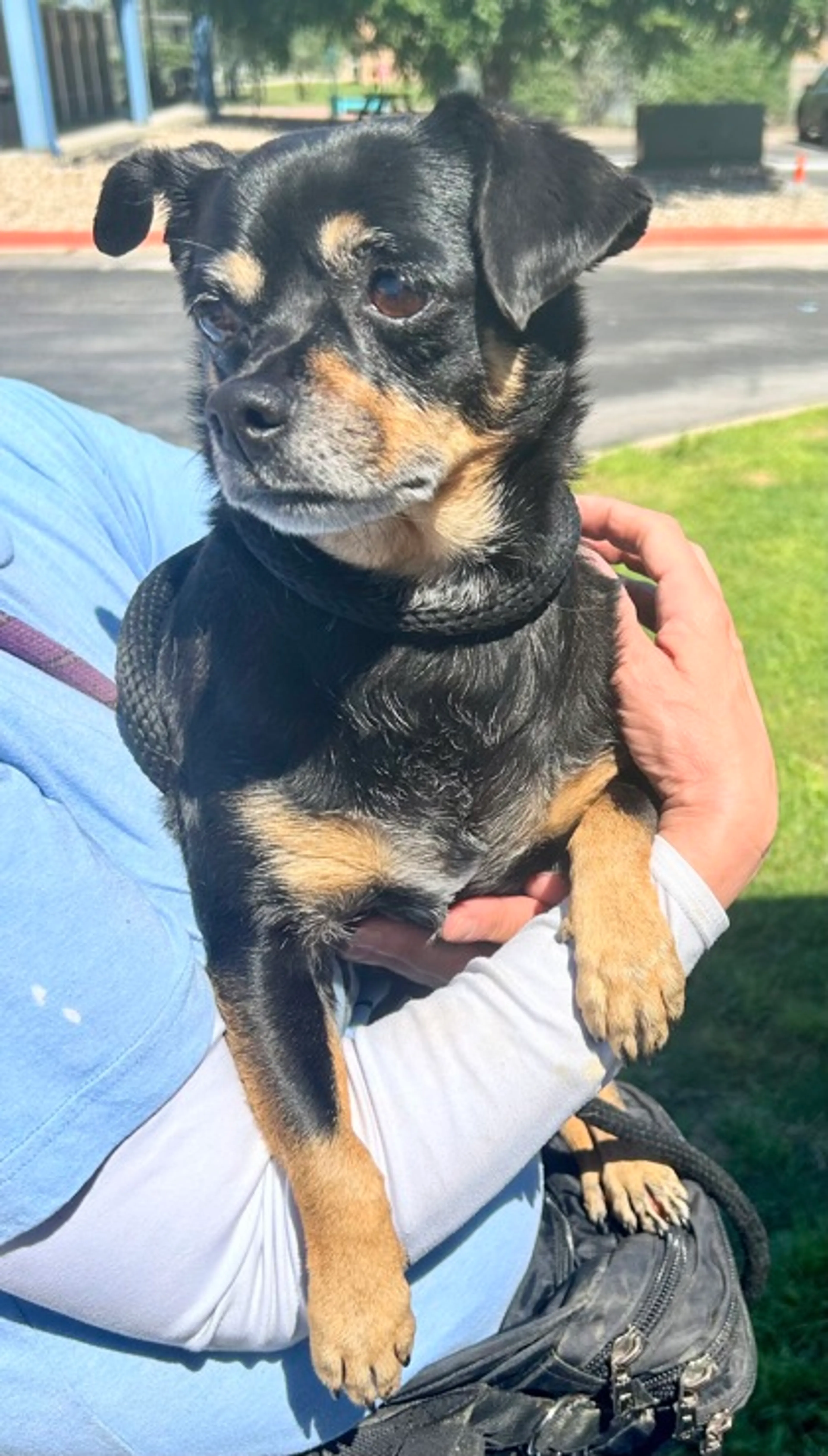Found pet-1
