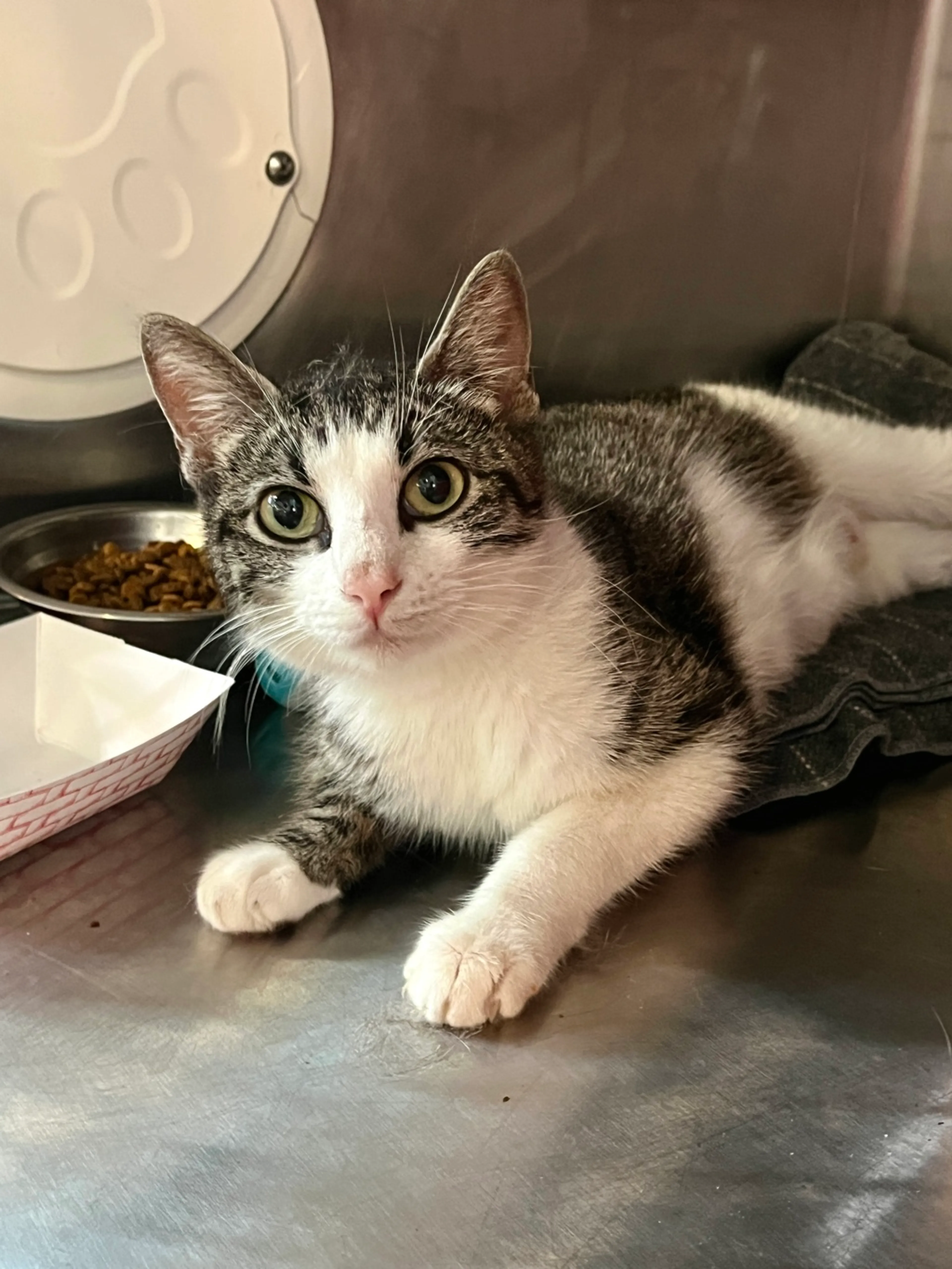 Found pet-2