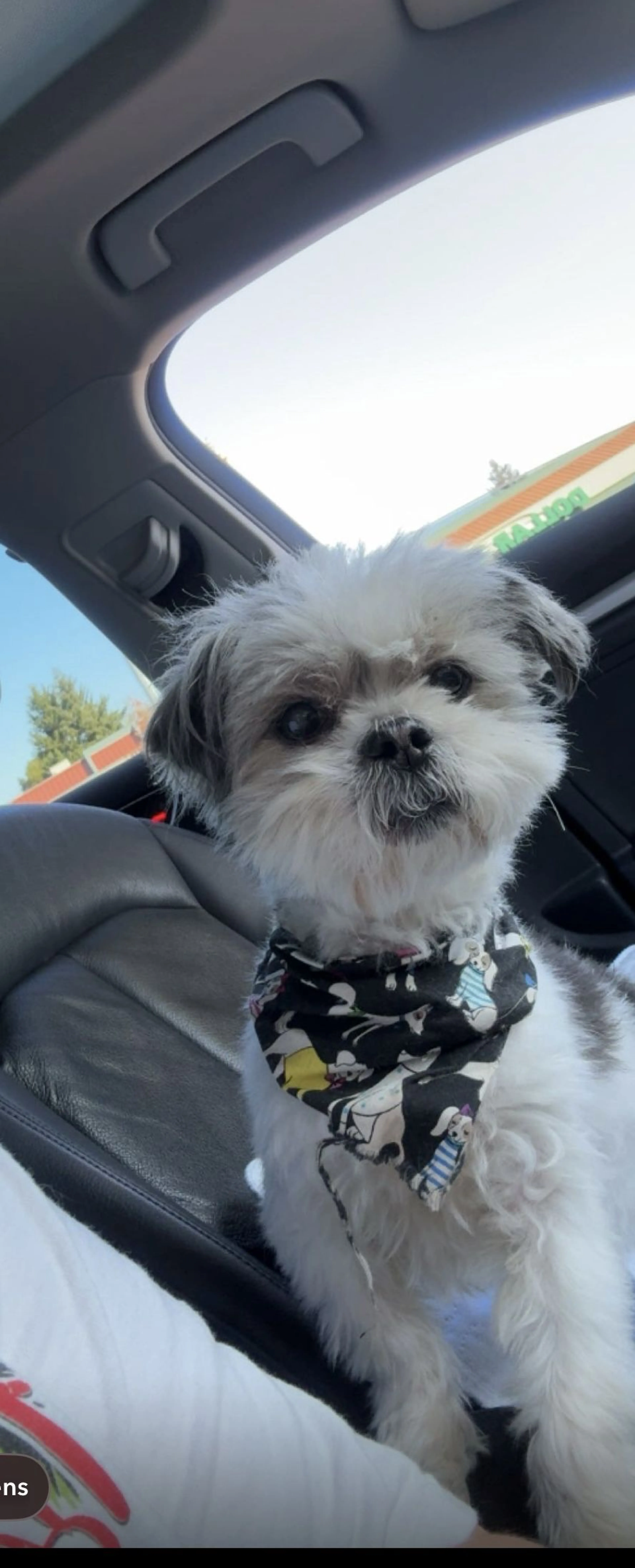 Lost pet