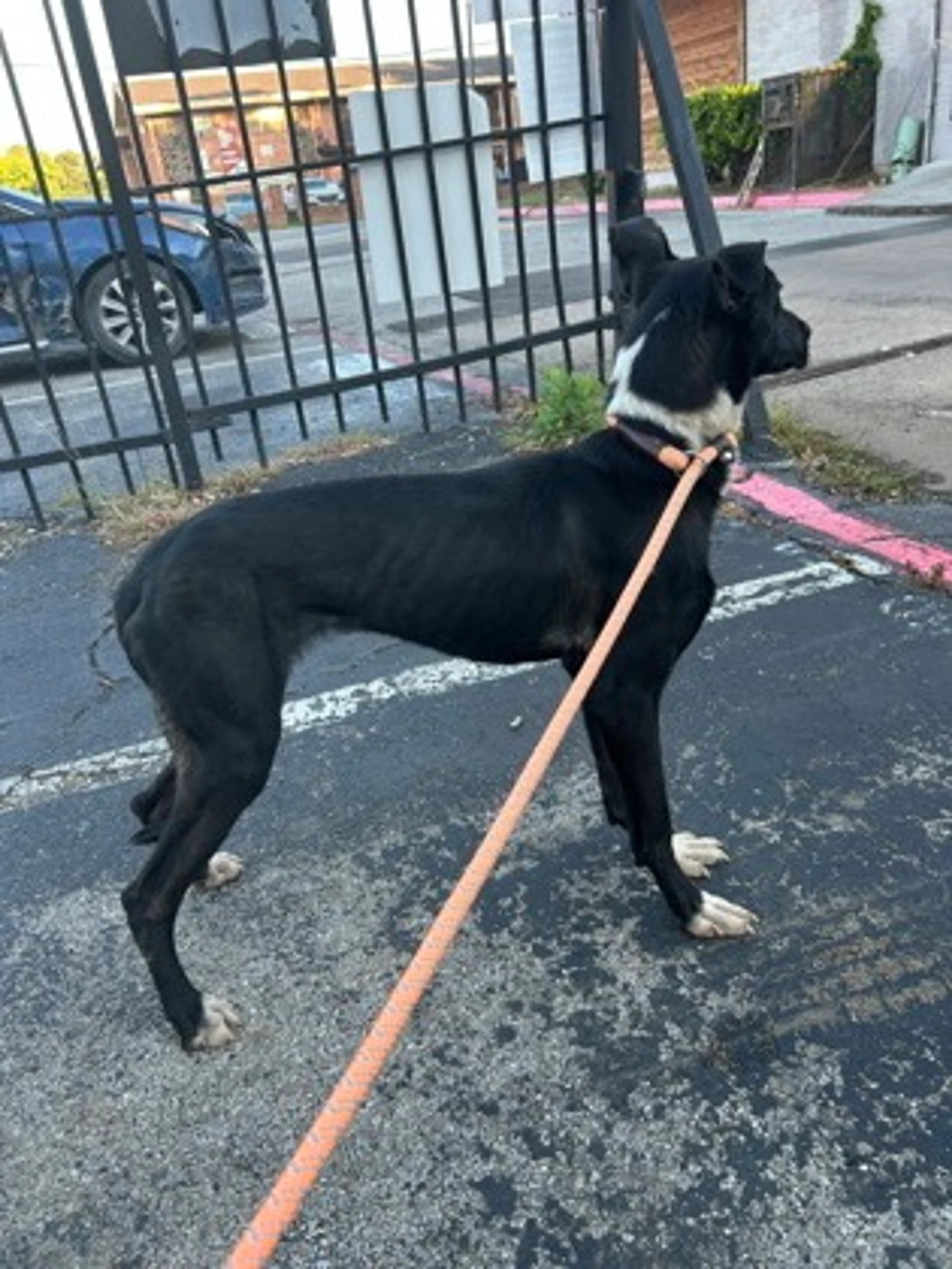Found pet-1