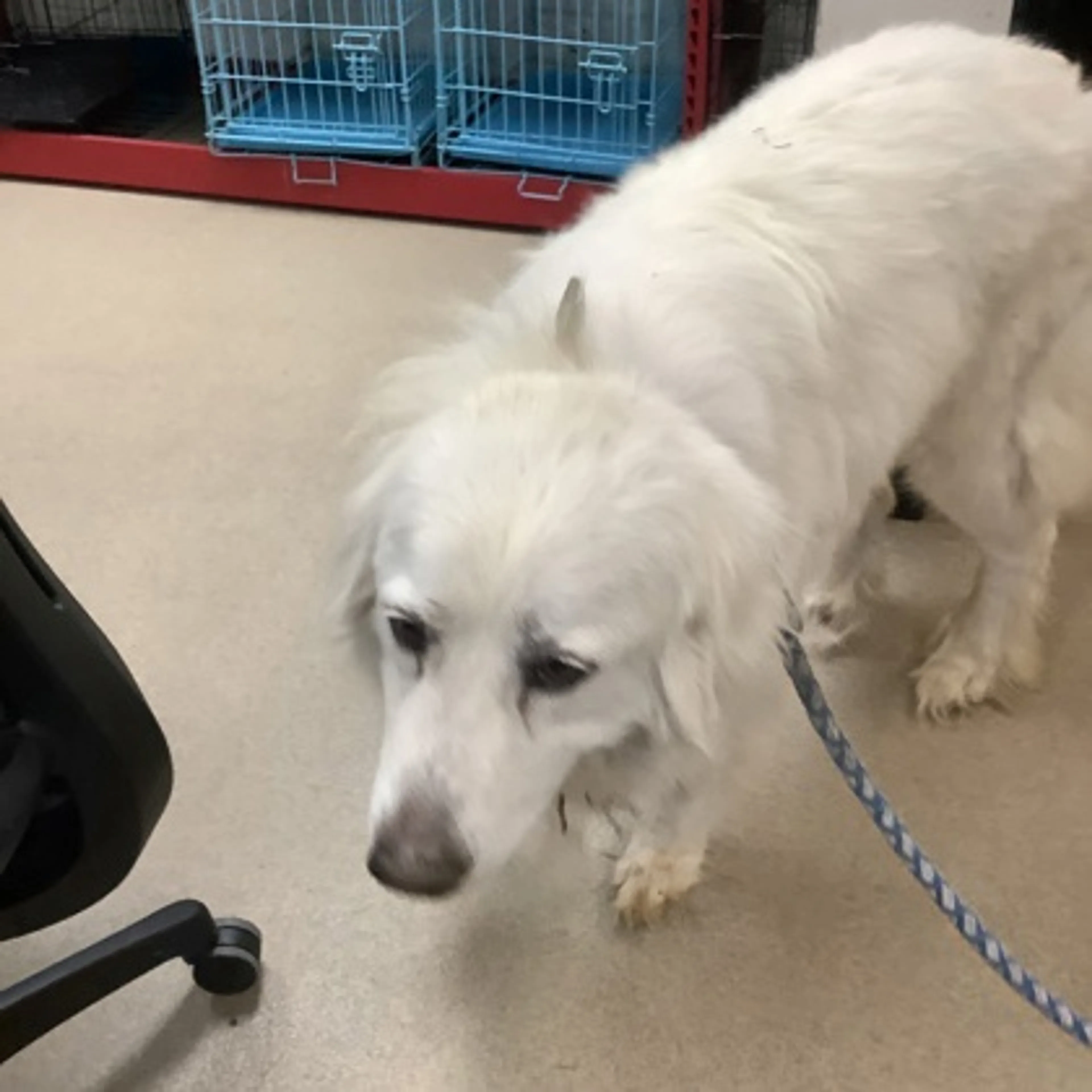 Found pet