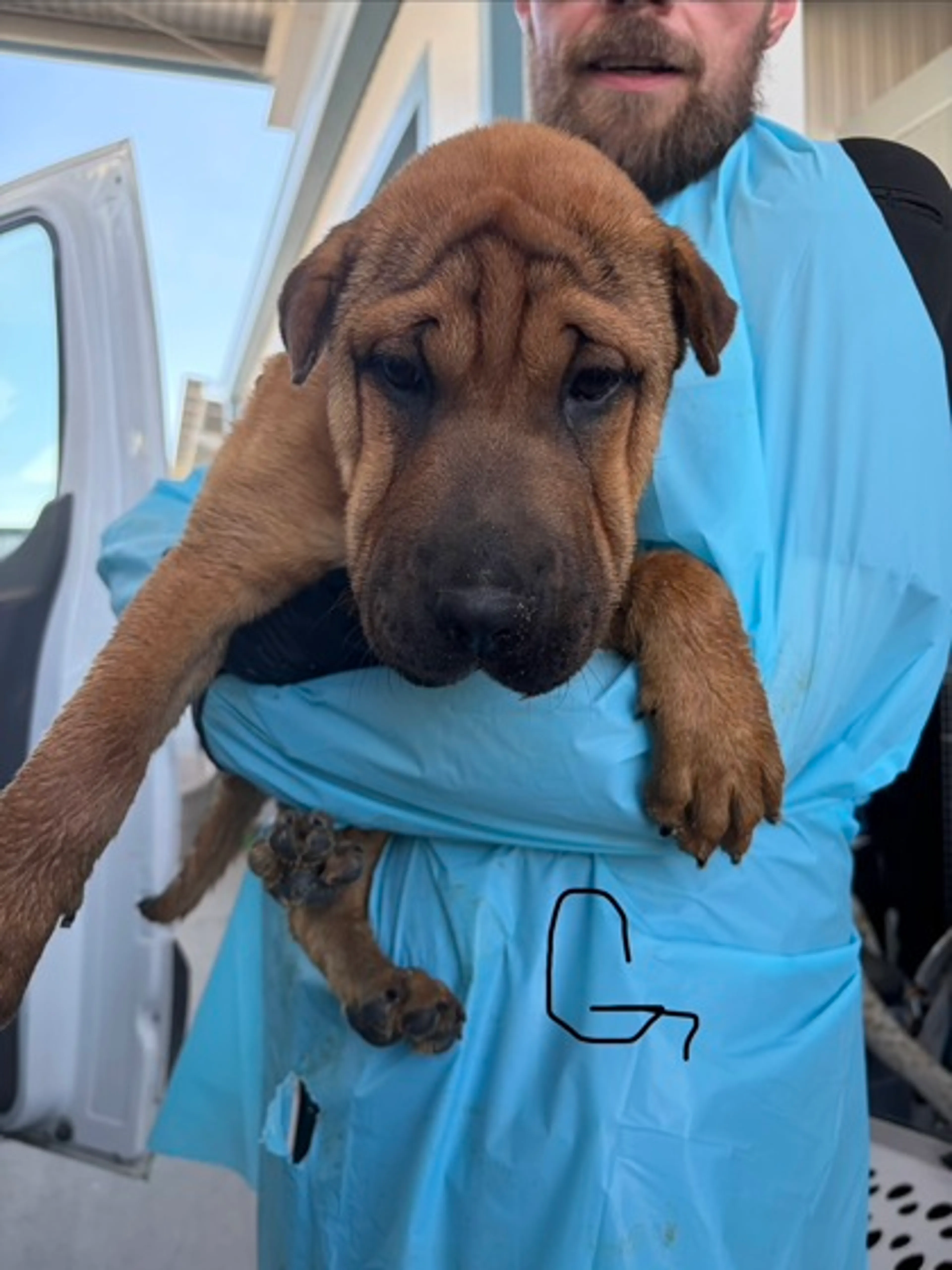 Found pet