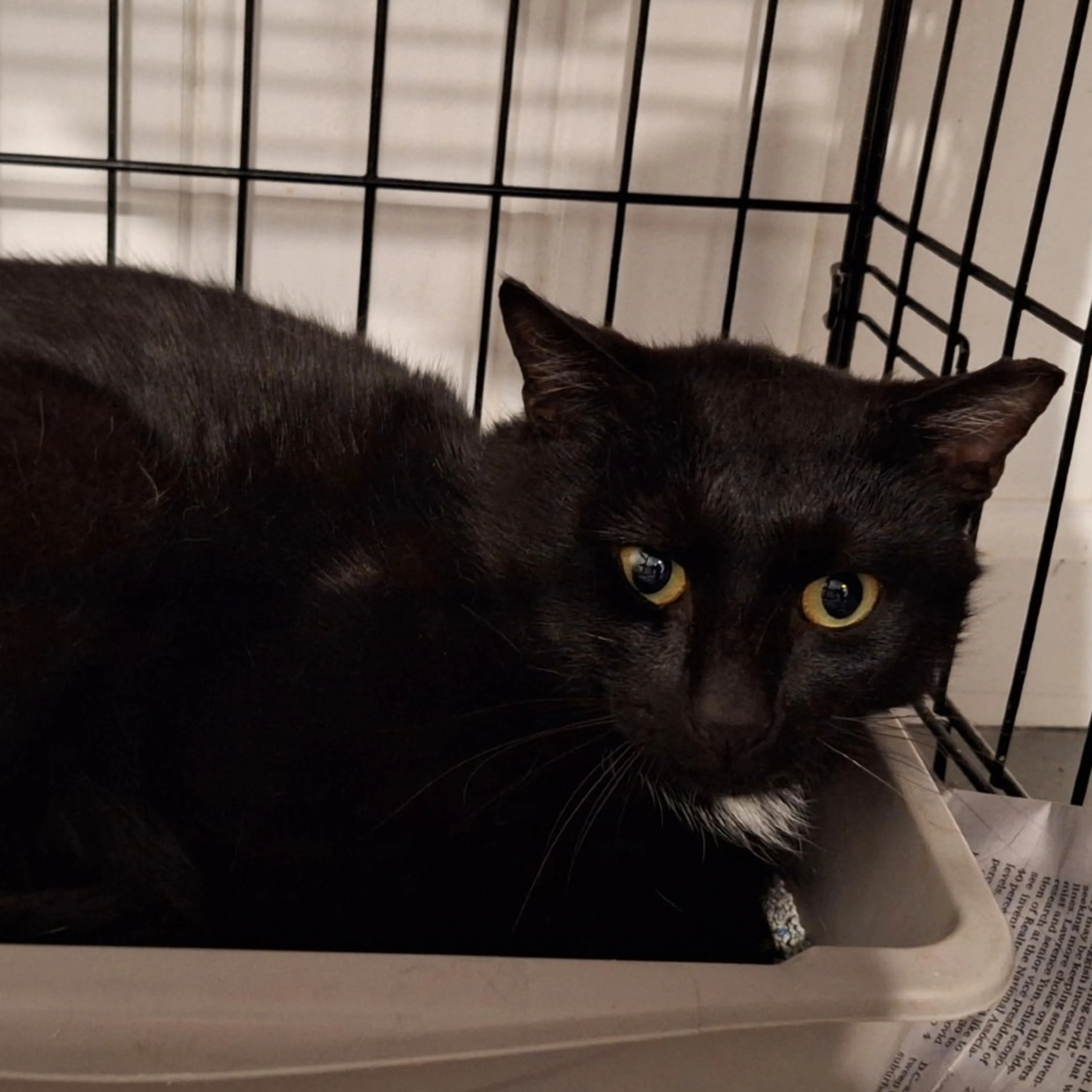 Found pet
